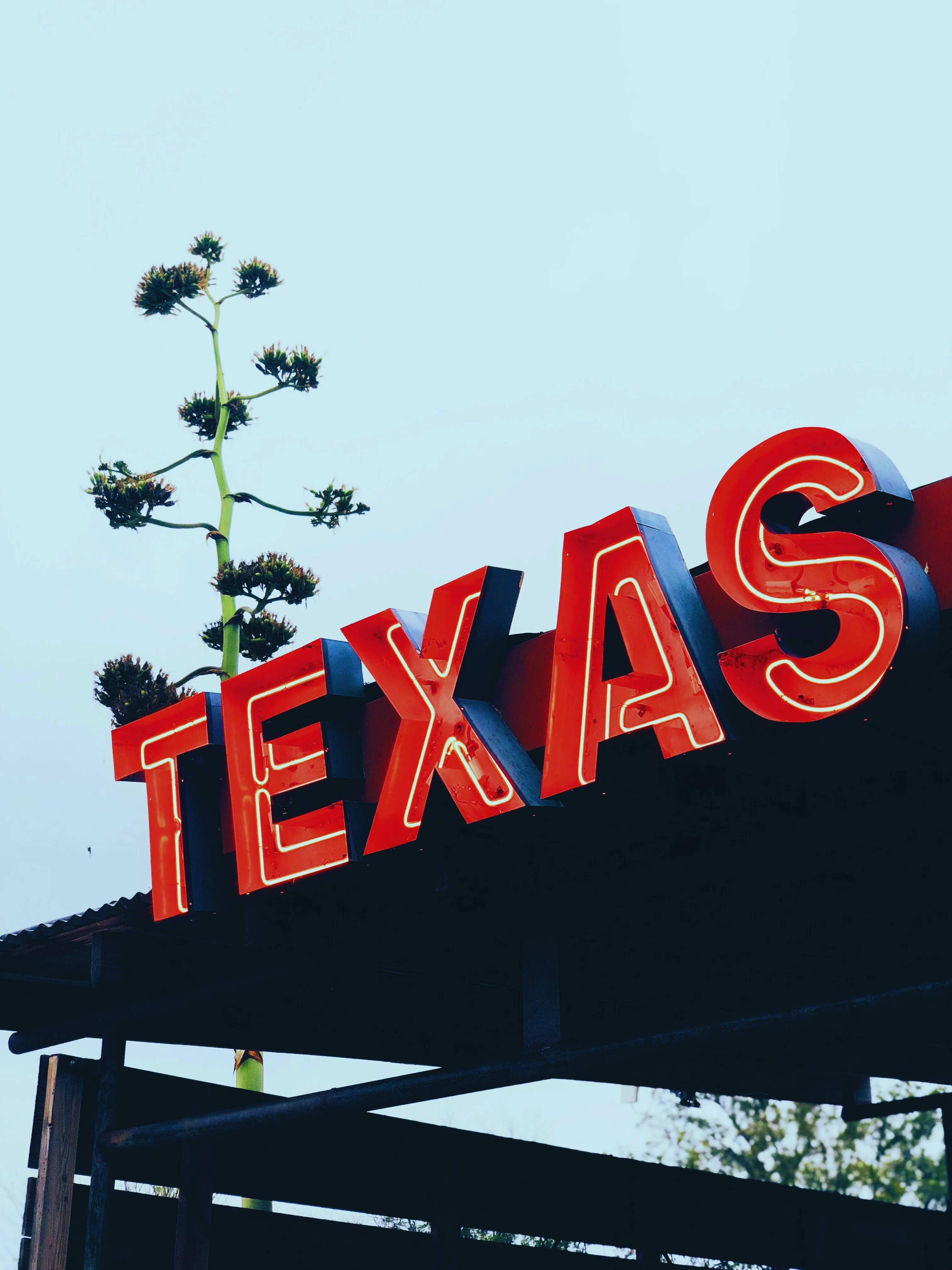 Texas Neon Sign A vintage neon sign that reads 'TEXAS' against a clear blue sky, with a tall plant growing in the background.