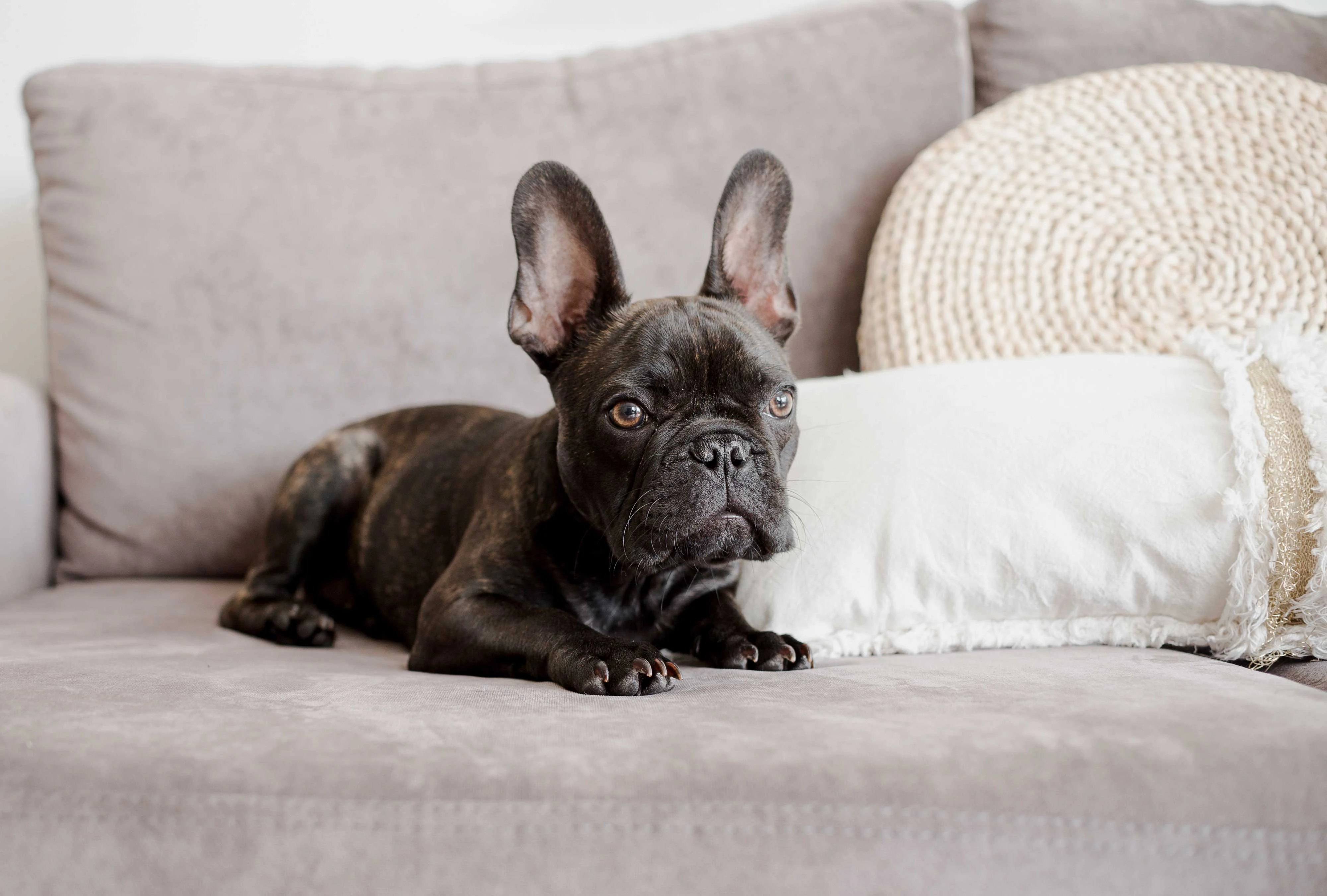 A French Bulldog lying comfortably on a couch next to a decorative pillow.
