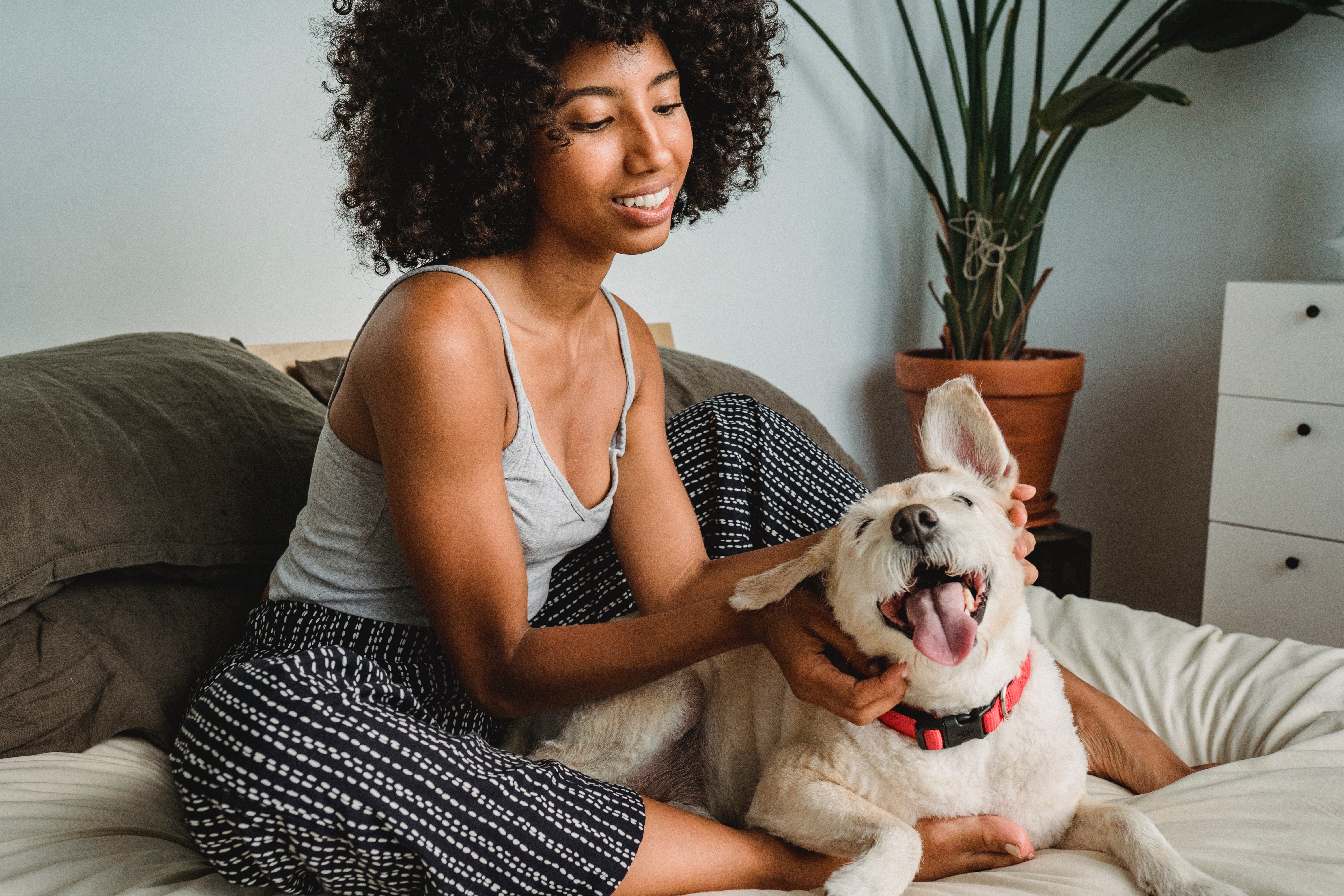 Woman Enjoying Time with Her Dog A woman with curly hair sits on a bed, smiling and petting a happy dog with a red collar. They are in a bright room with a plant in the background.