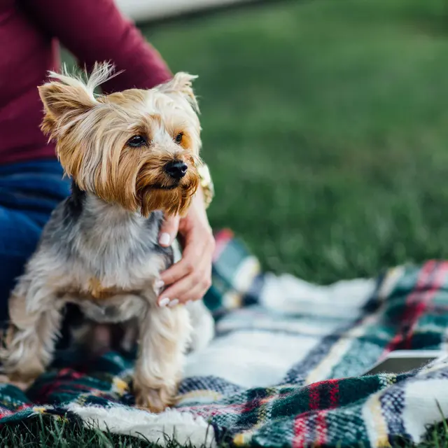 A Yorkshire Terrier sitting on a plaid blanket in a grassy area, with a person partially visible beside it.