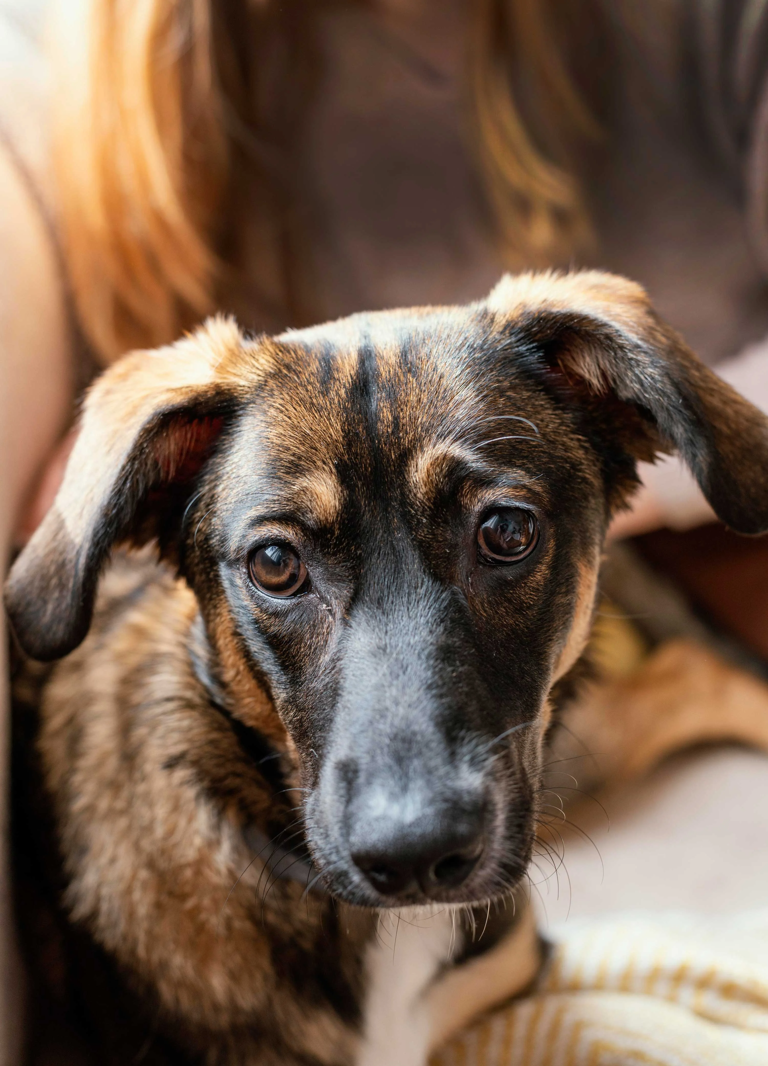 A close-up portrait of a brown and black dog with expressive eyes and floppy ears, sitting close to a person.
