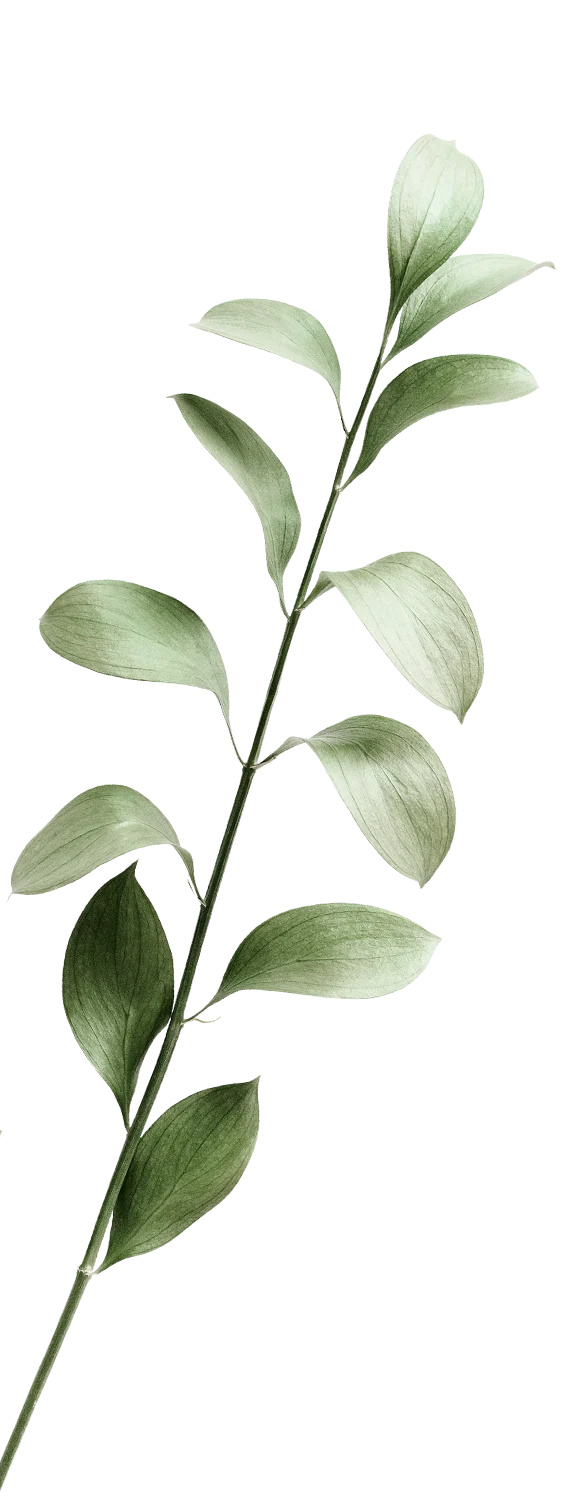 A slender green plant branch with elongated leaves, arranged along a central stem, displaying a soft, natural look.