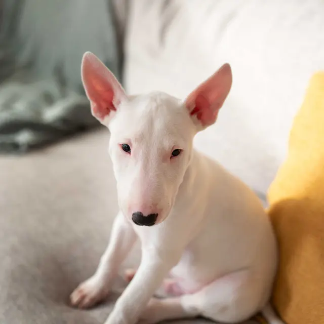 Bull Terrier Puppy on Couch A white bull terrier puppy sitting on a light-colored couch with a yellow pillow and soft blanket in the background.