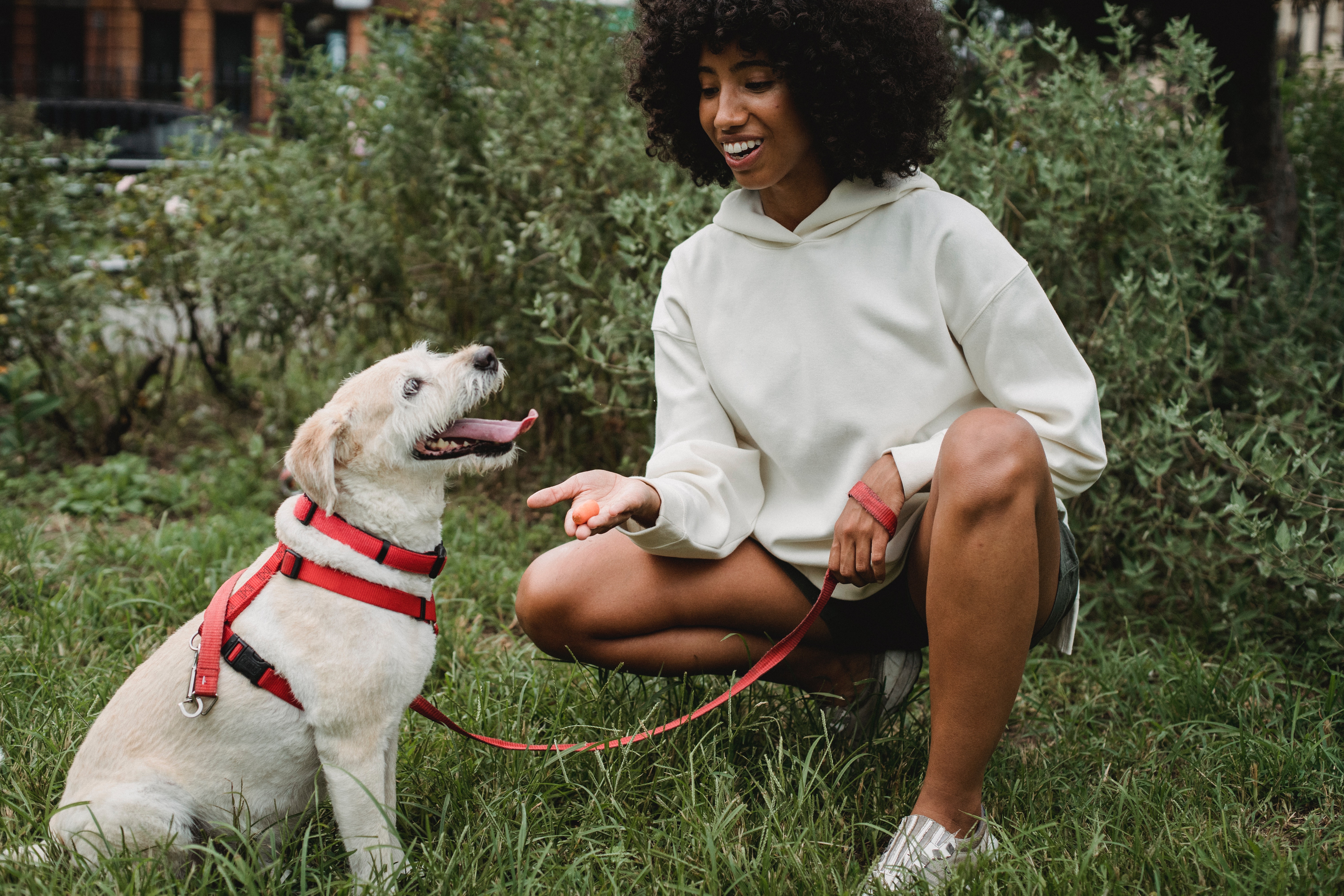 A woman crouching down beside a happy dog on a leash in a green park setting. The dog is wearing a red harness and is looking up at the woman, who is smiling and holding out her hand. There are bushes and some buildings in the background.