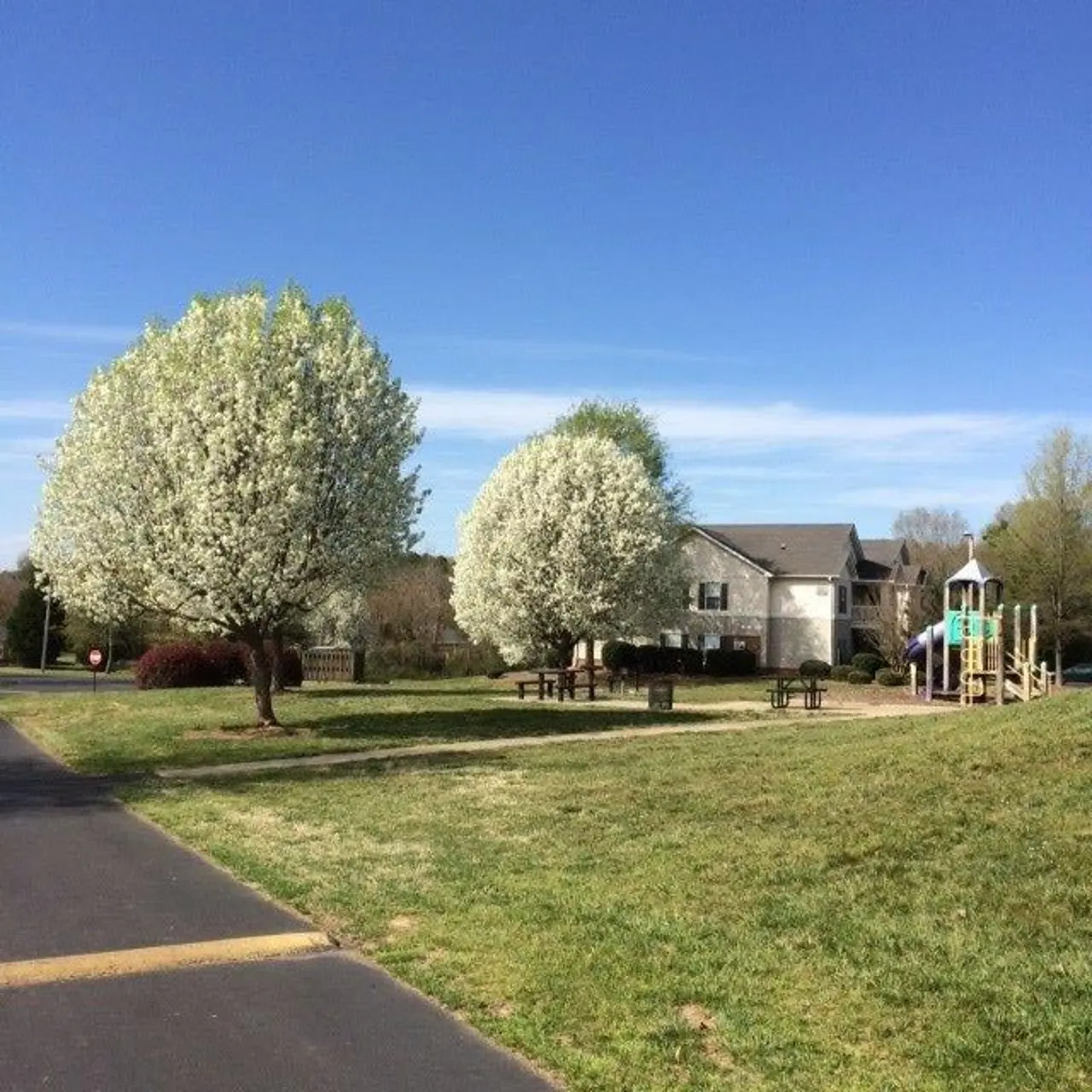A park featuring two large flowering trees and a playground in the background.