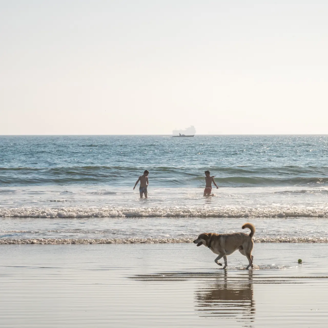 A dog walks along the shoreline while two people play in the waves. A ship is visible on the horizon under a clear sky.