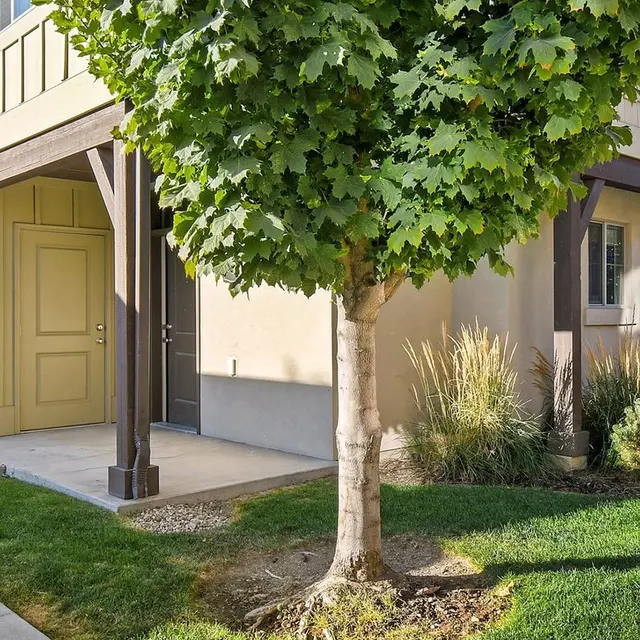 A residential area featuring a two-story house with a light beige exterior and a large green tree in the front yard. The sidewalk leads to the entrance, bordered by grass and decorative shrubs.