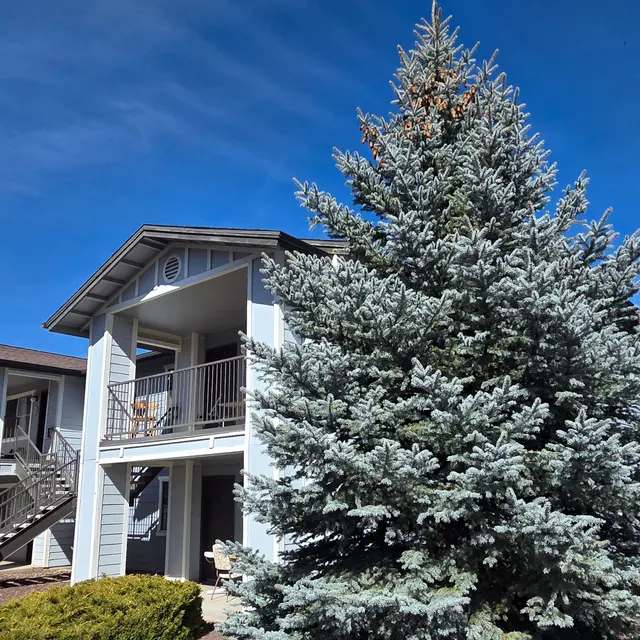 A multi-story apartment building partially hidden by a large evergreen tree in the foreground, under a clear blue sky.