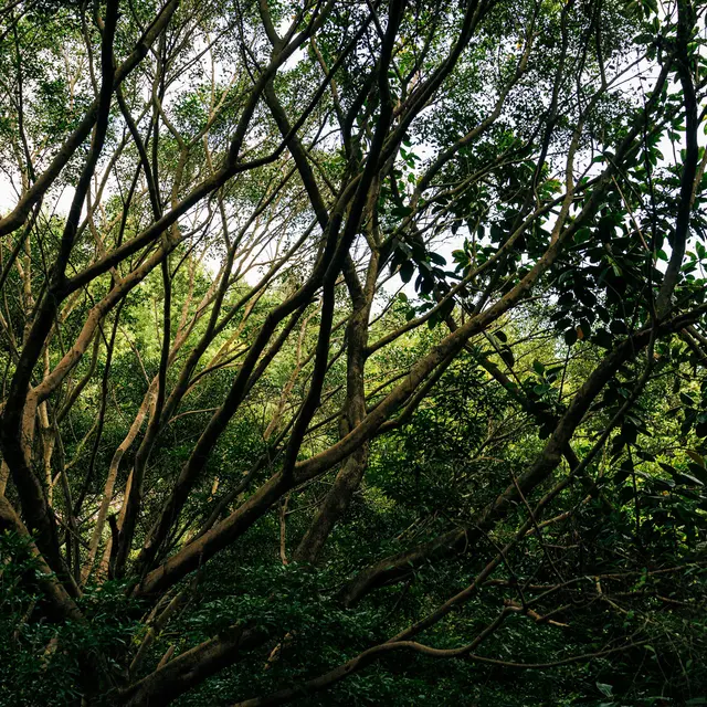 A dense forest scene featuring intertwined tree branches and lush green foliage.