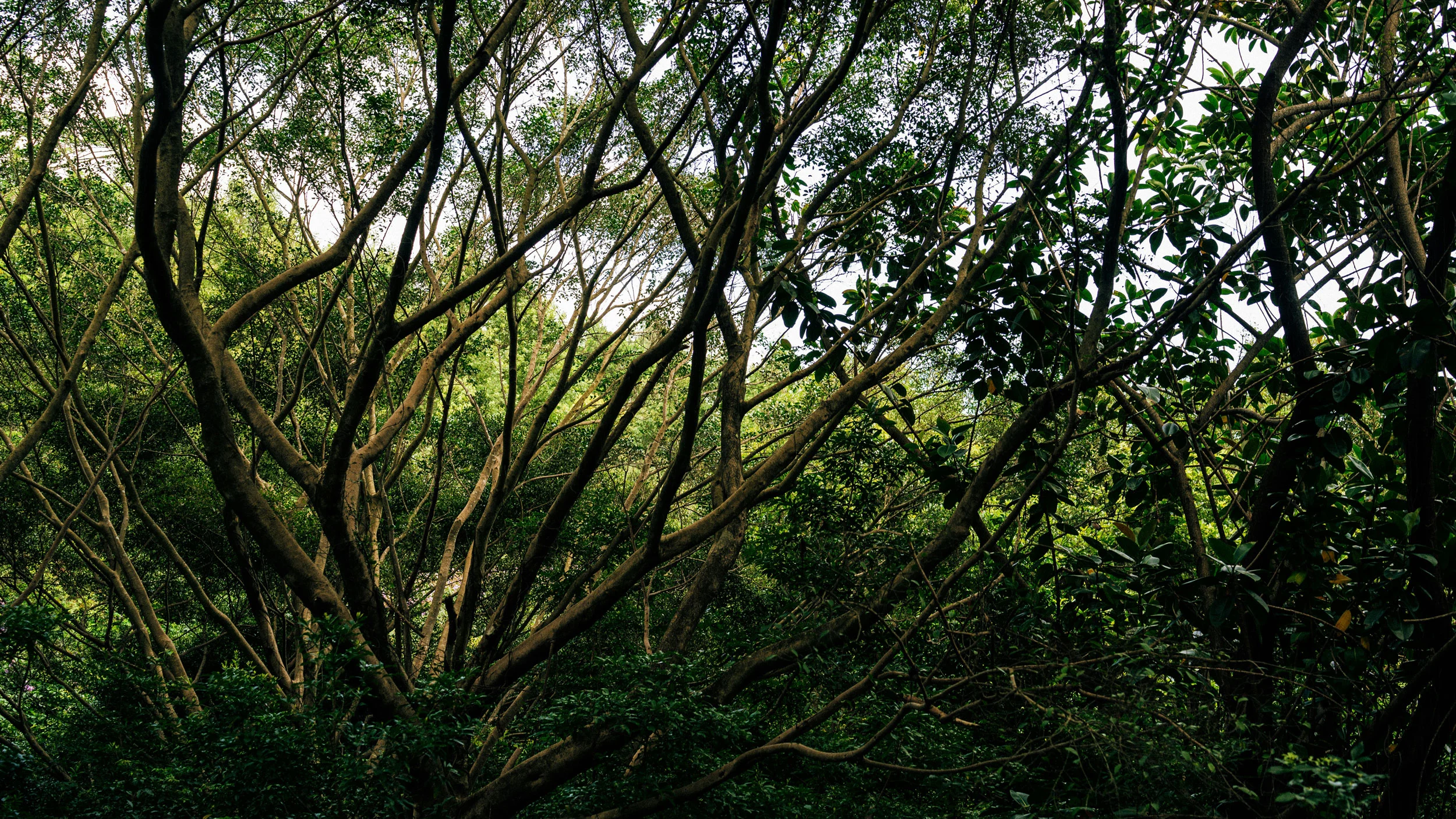 Lush Forest Scene A dense forest scene featuring intertwined tree branches and lush green foliage.
