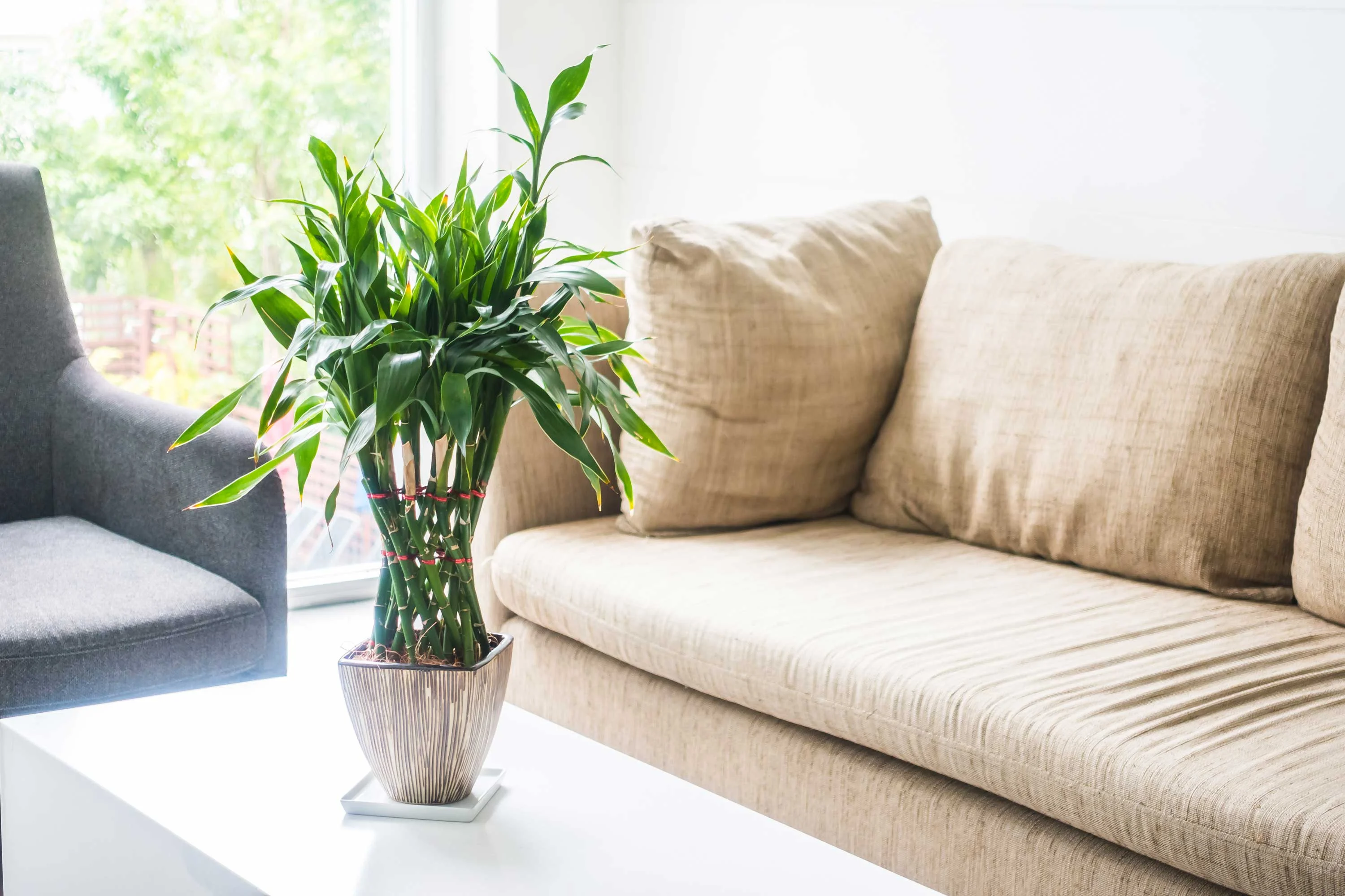 Chic Living Room with Potted Plant A modern living room featuring a beige sofa, a light-colored coffee table, and a lush green potted plant on the table.