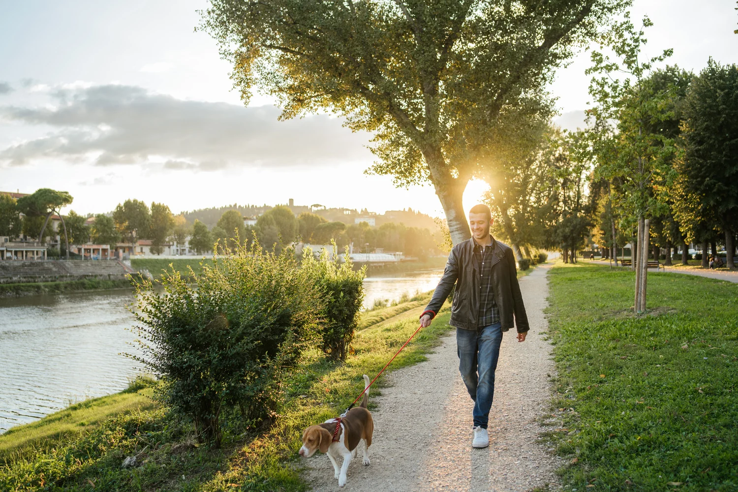 Evening Walk by the River A man walking a beagle dog along a riverside path during sunset. The sun is shining through the trees, and the scene is serene and peaceful.