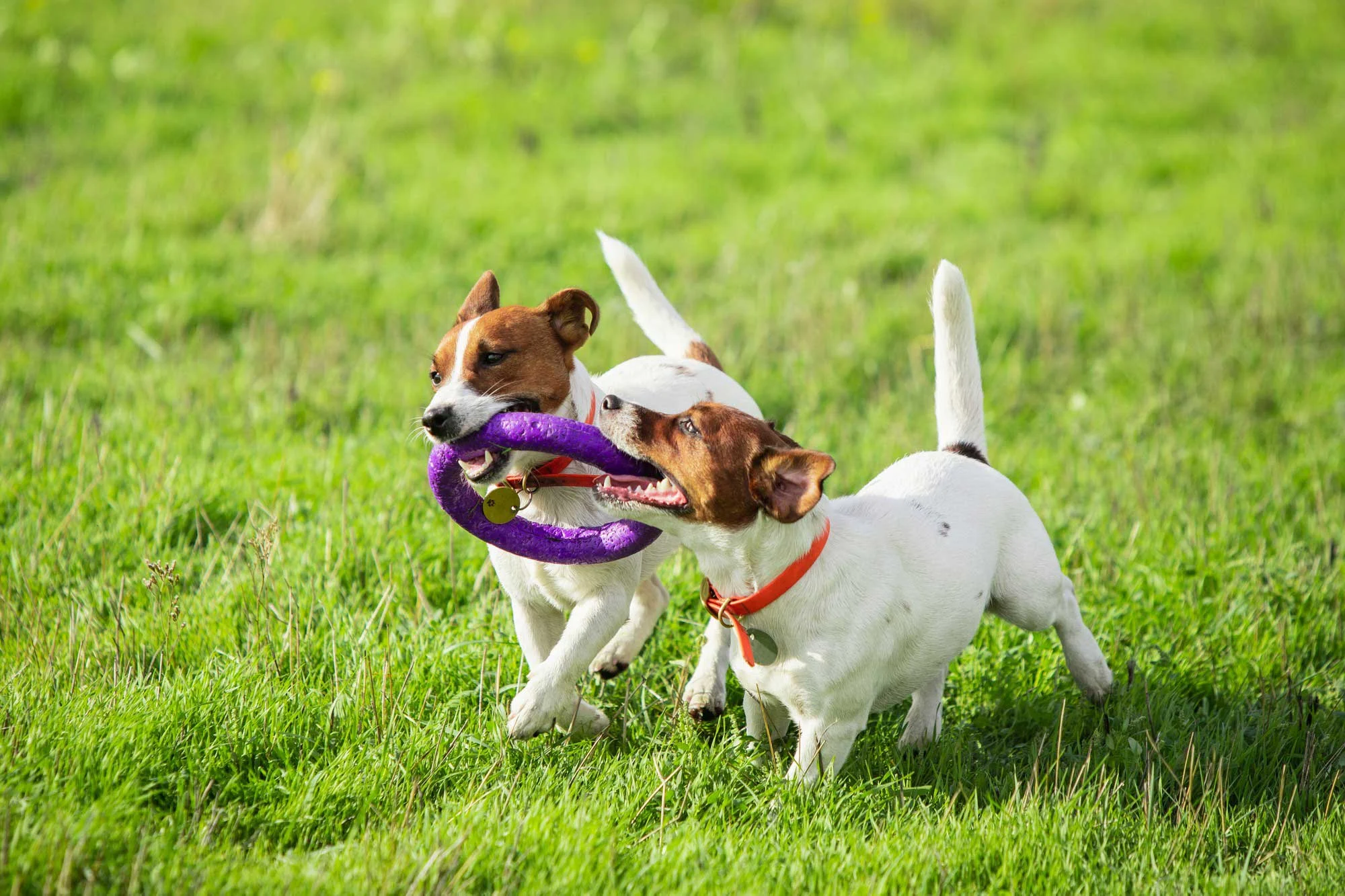 Playful Dogs in the Field Two small dogs playing in a green field, both holding a purple toy ring in their mouths.