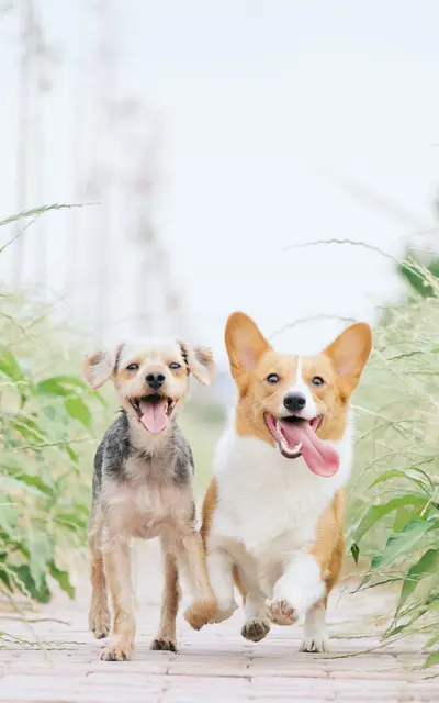Bayshore Pines Two dogs running on a path surrounded by greenery, one is a small mixed breed with a playful expression and the other is a corgi with a happy demeanor.