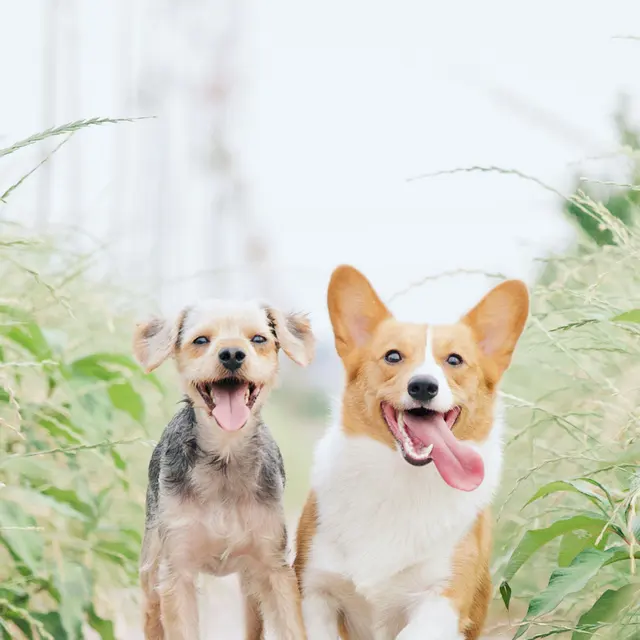 Two dogs running on a path surrounded by greenery, one is a small mixed breed with a playful expression and the other is a corgi with a happy demeanor.