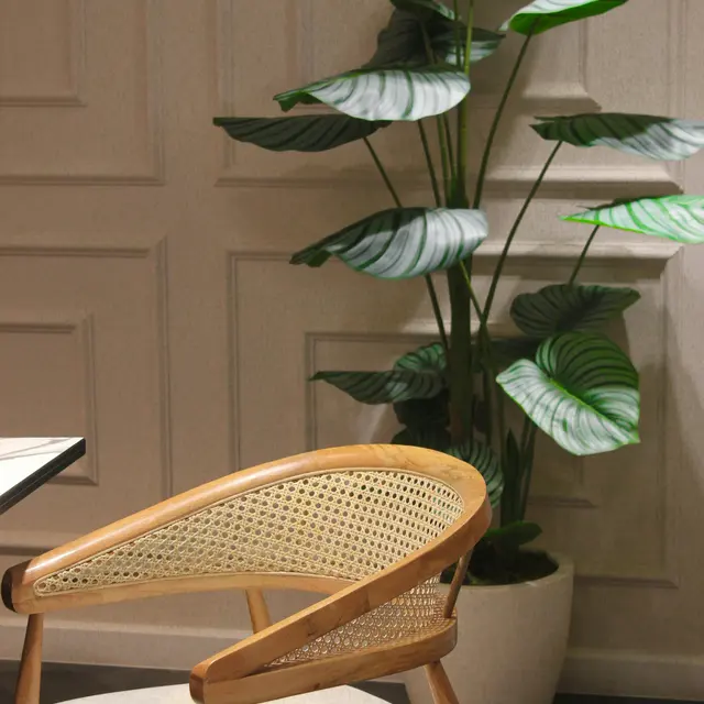 Modern Chair and Indoor Plant A stylish wooden chair with a cushioned seat is positioned next to a large indoor plant with large, patterned leaves. The background features a textured wall with vertical paneling.