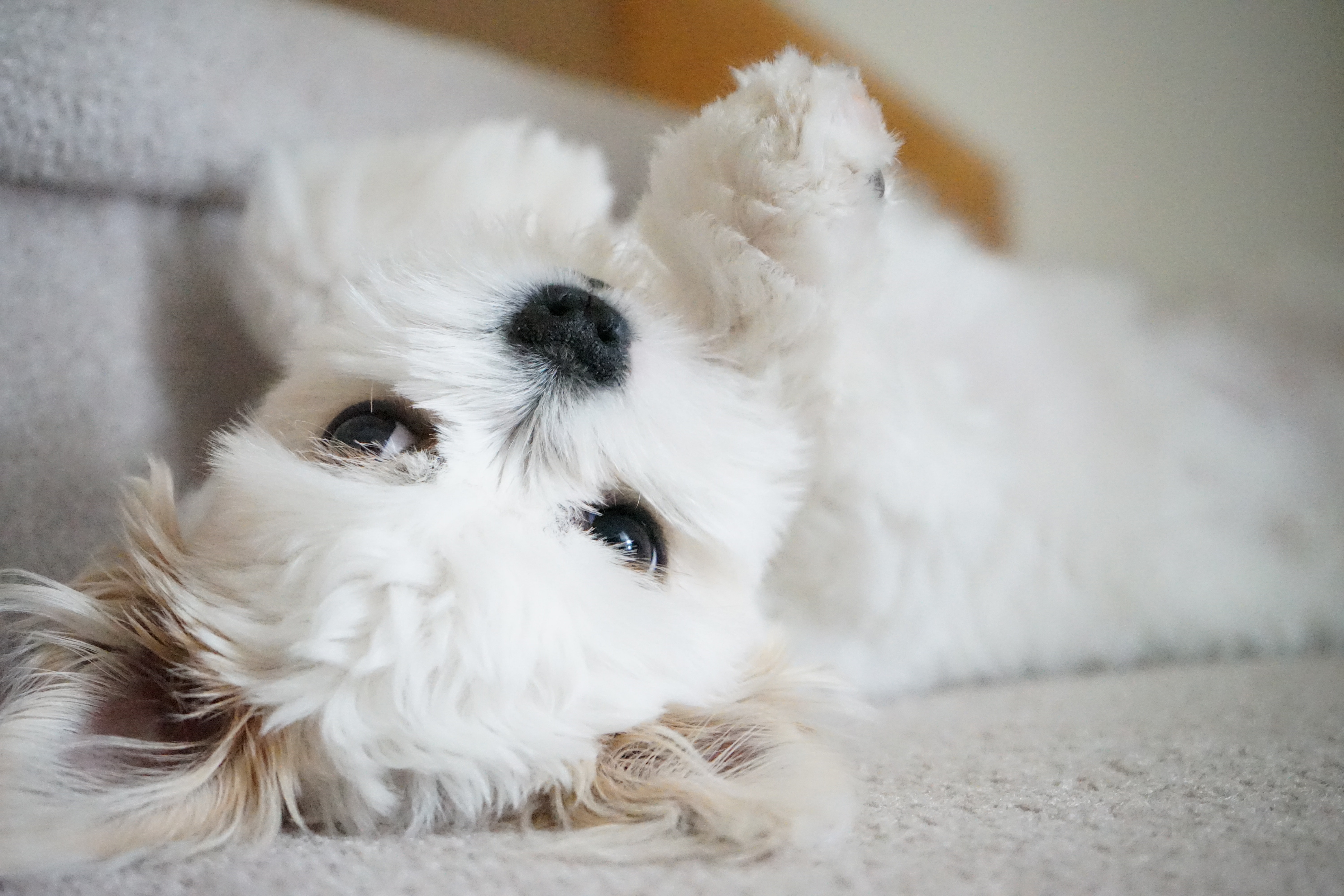 A fluffy white puppy lying on its back with a playful expression, showing its belly.