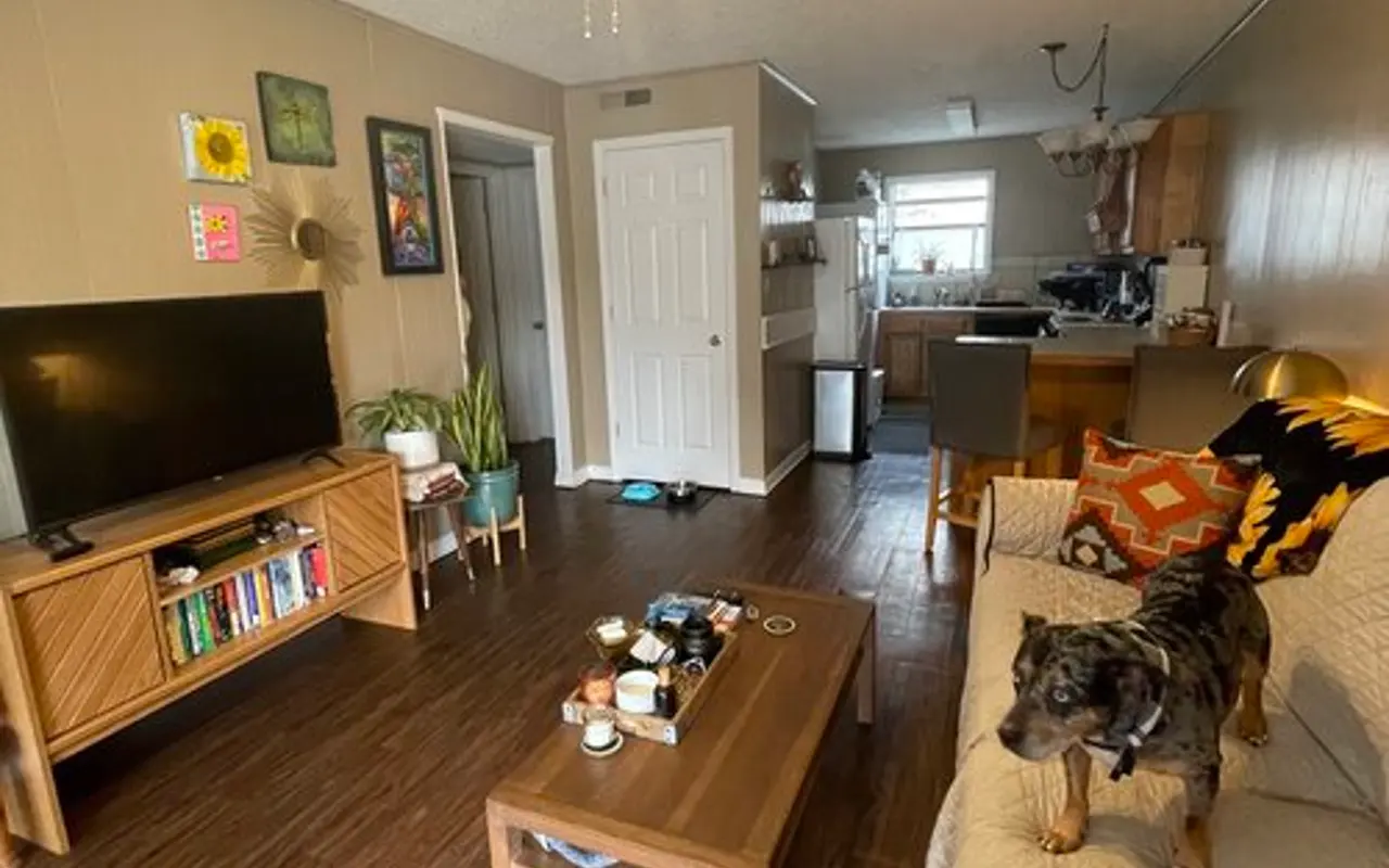 Cozy Living Room with Dog A cozy living room featuring a ceiling fan, a television, a wooden coffee table with some items on it, and a dog standing on a sofa. There is a plant near the TV and a kitchen visible in the background.