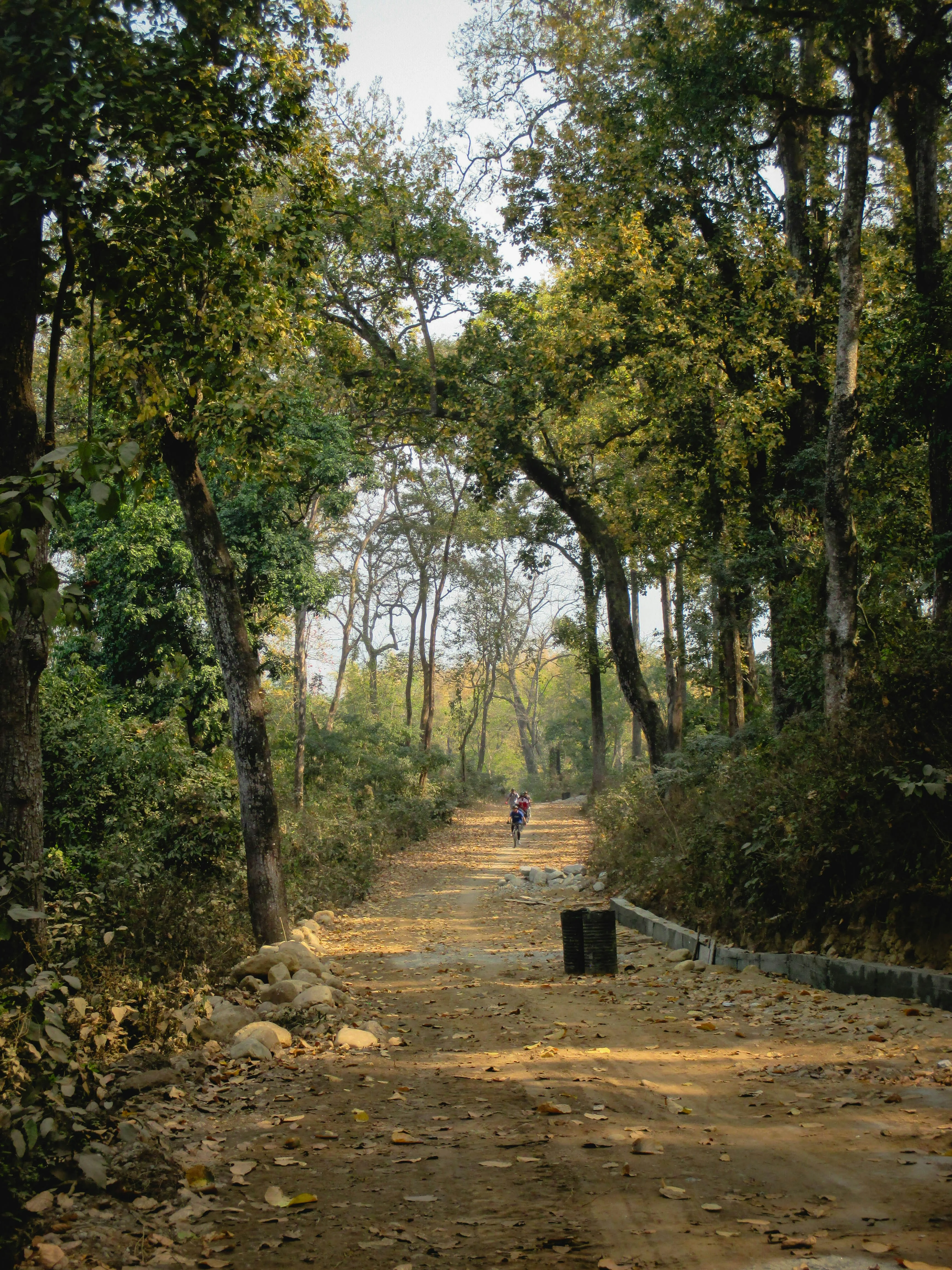A peaceful dirt path surrounded by trees in a forest, with a figure walking in the distance.