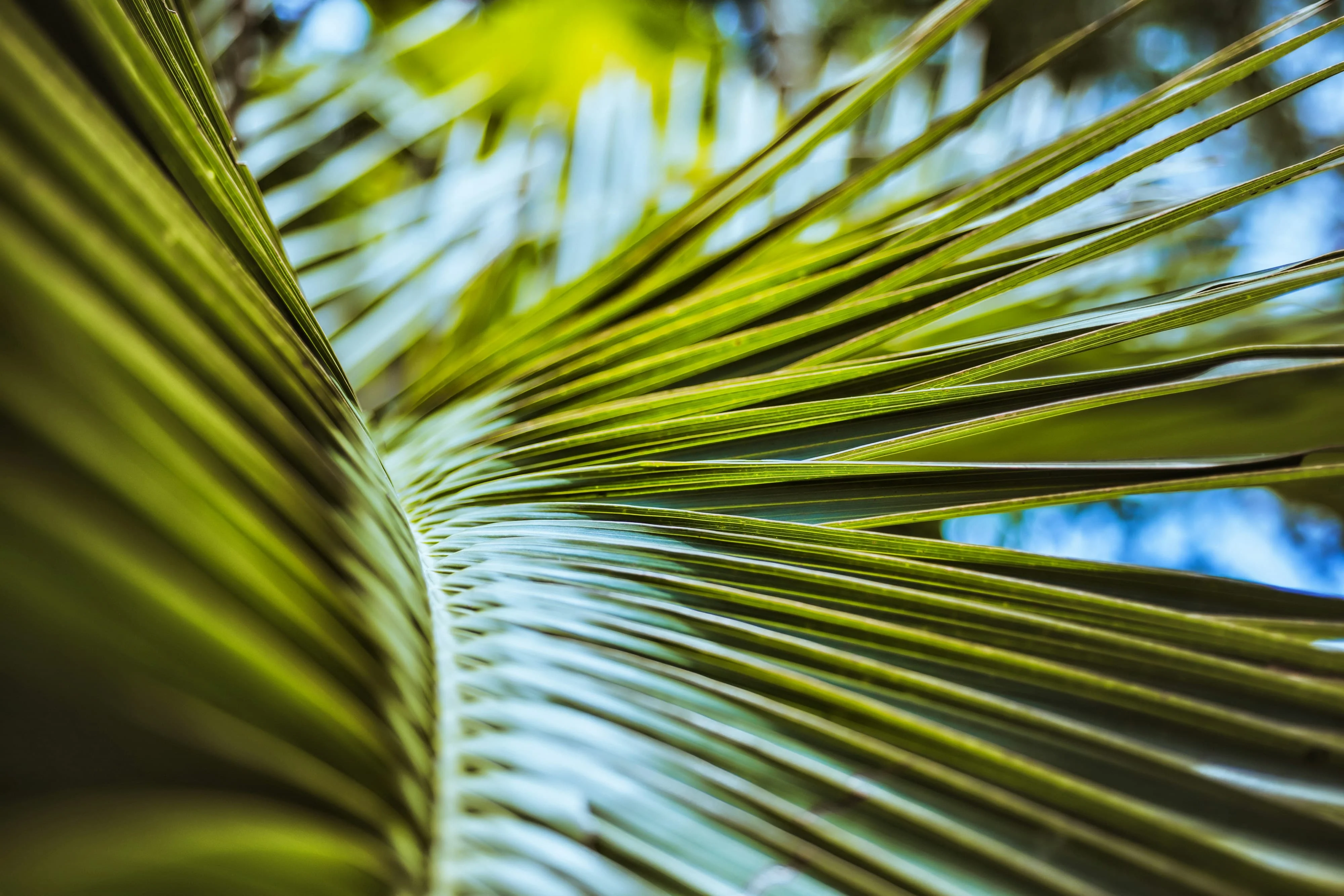 Close-up view of palm leaves with vibrant green hues.