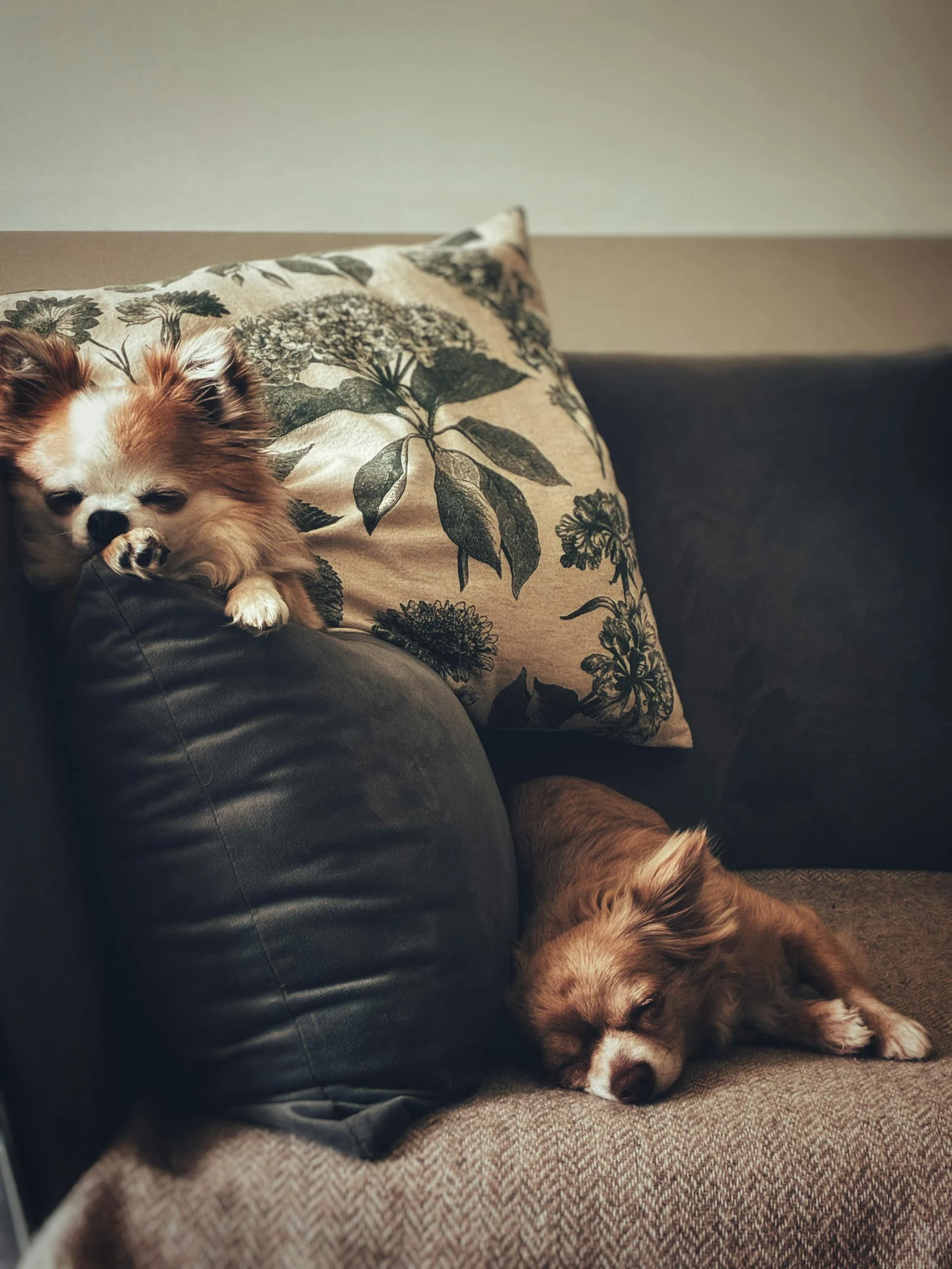 Chihuahuas on a Sofa Two chihuahuas resting on a sofa with cushions