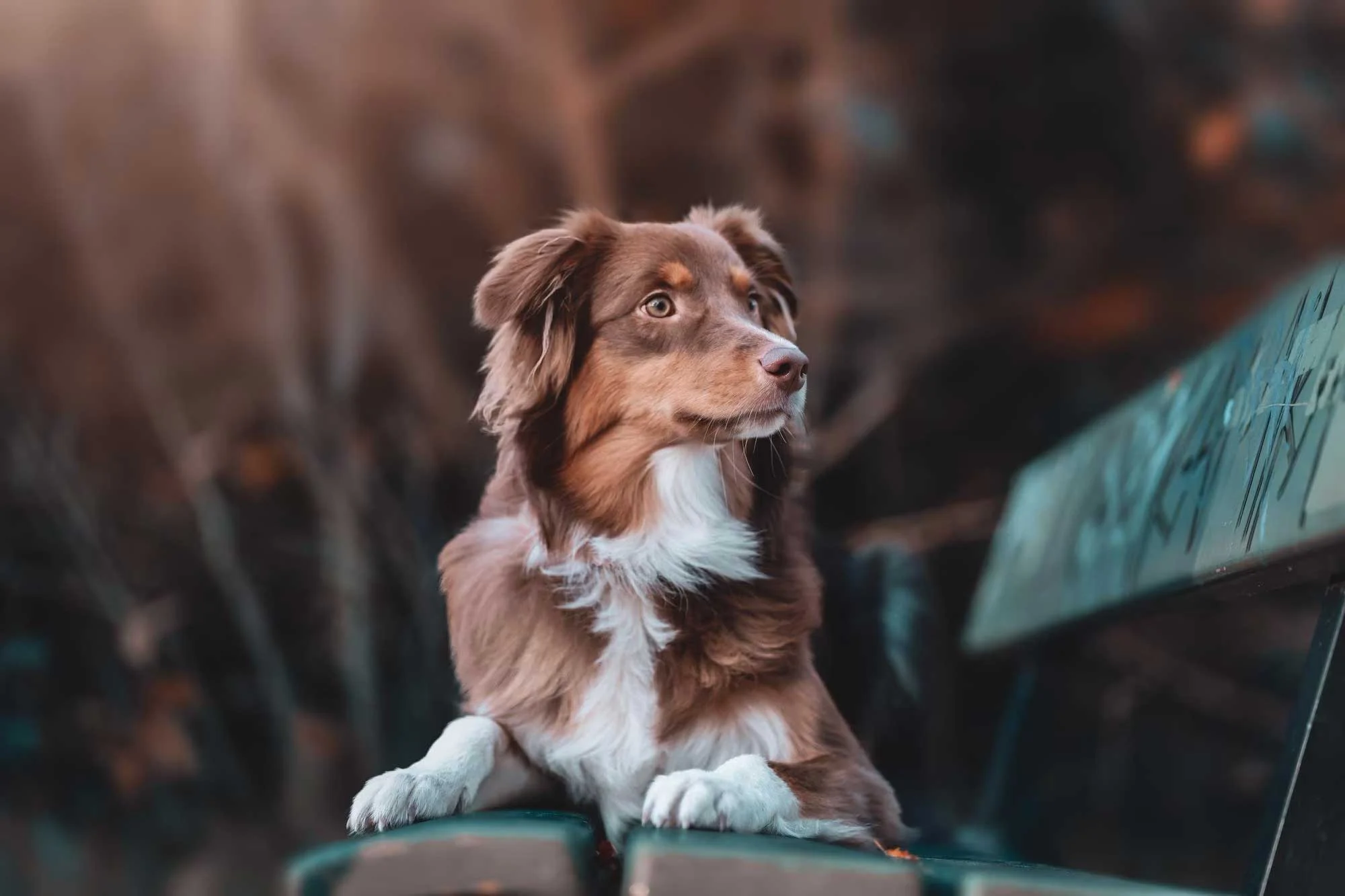 Dog on a Bench A brown and white dog sitting on a bench, looking to the side, with a blurred background of trees.