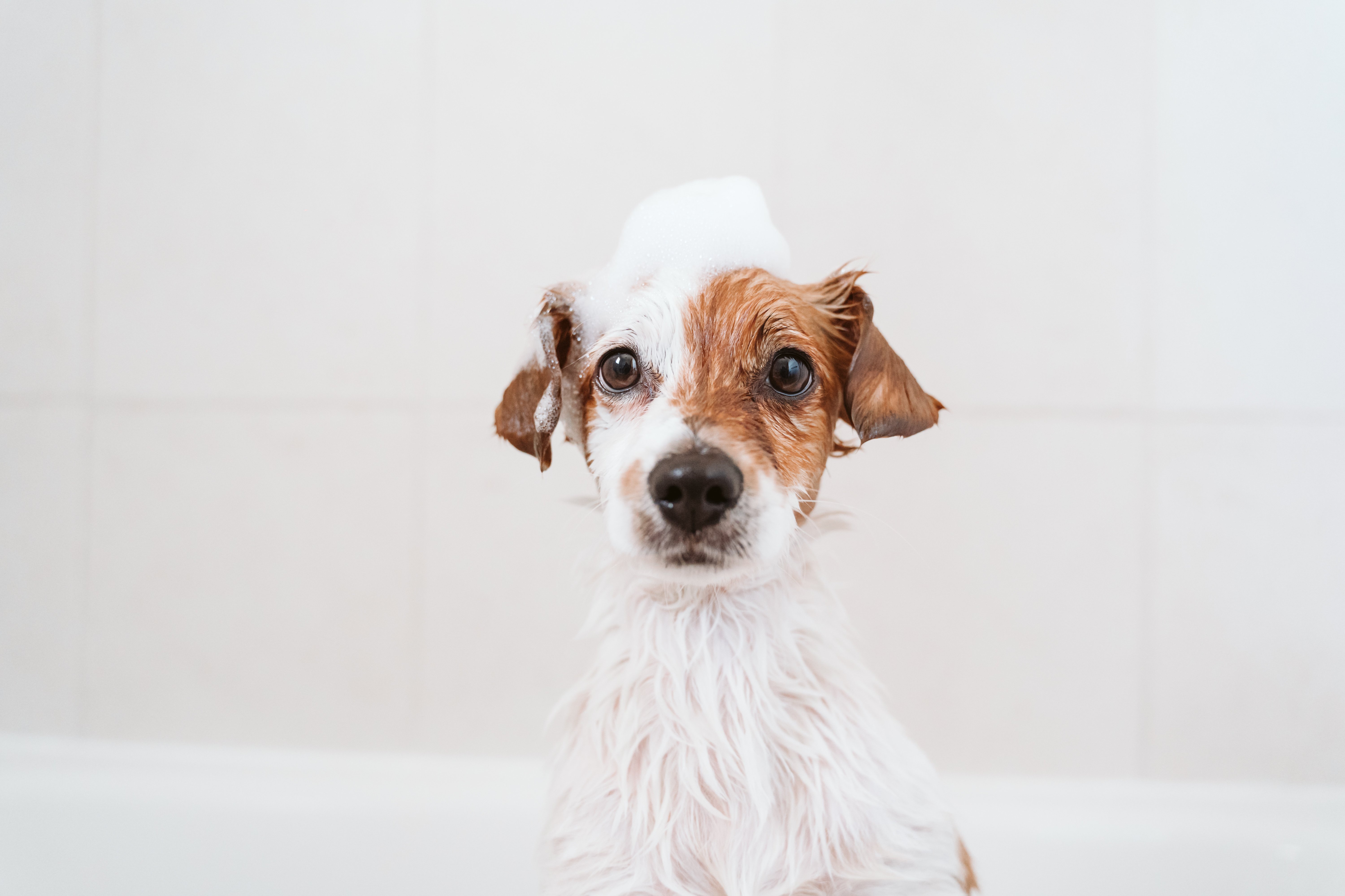 A small, fluffy dog with a white and brown coat sitting in a bathtub, looking at the camera. The dog has soap on its head, and the background features tiled walls.