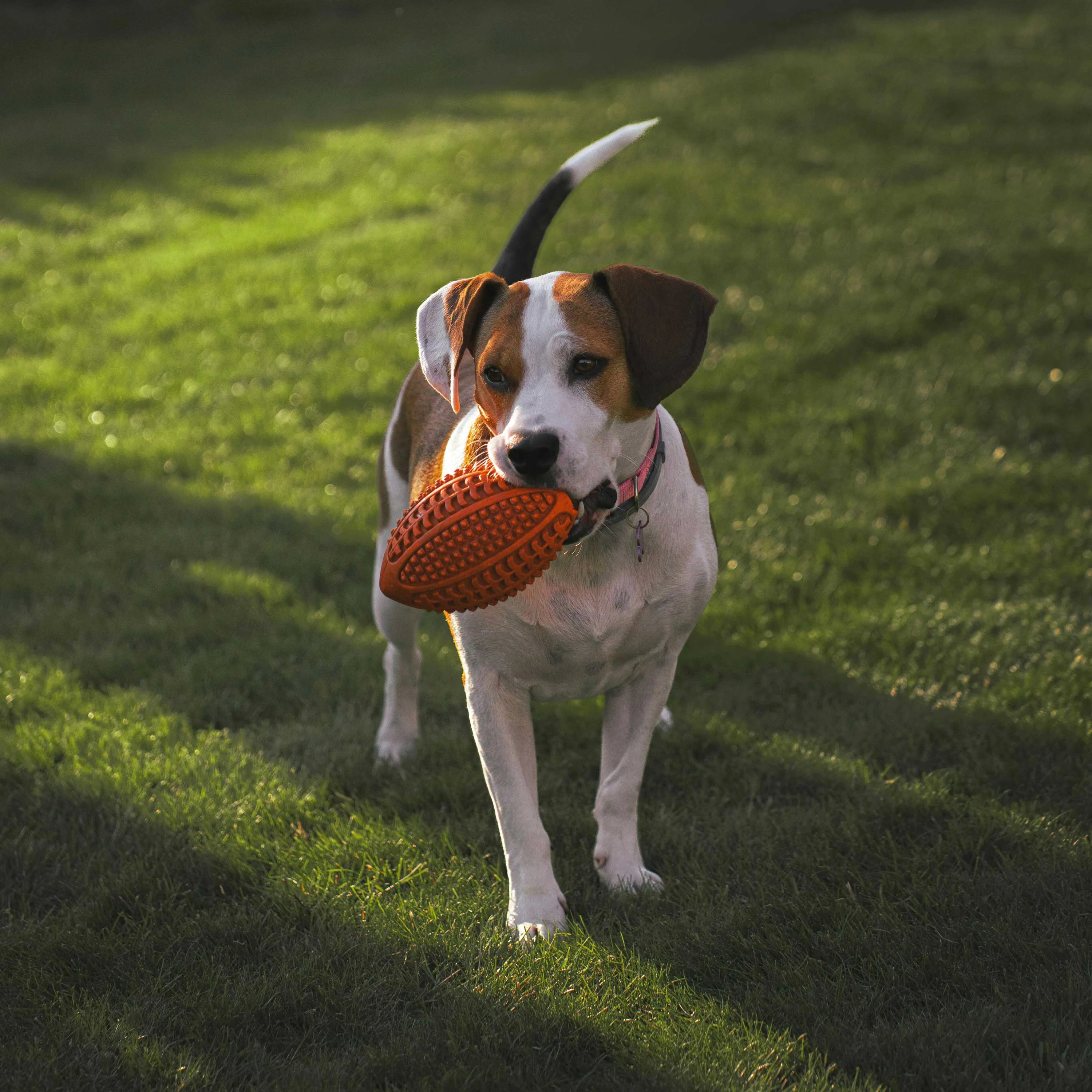 Dog Playing with Frisbee A playful dog holding an orange frisbee in its mouth, standing on green grass during daylight.