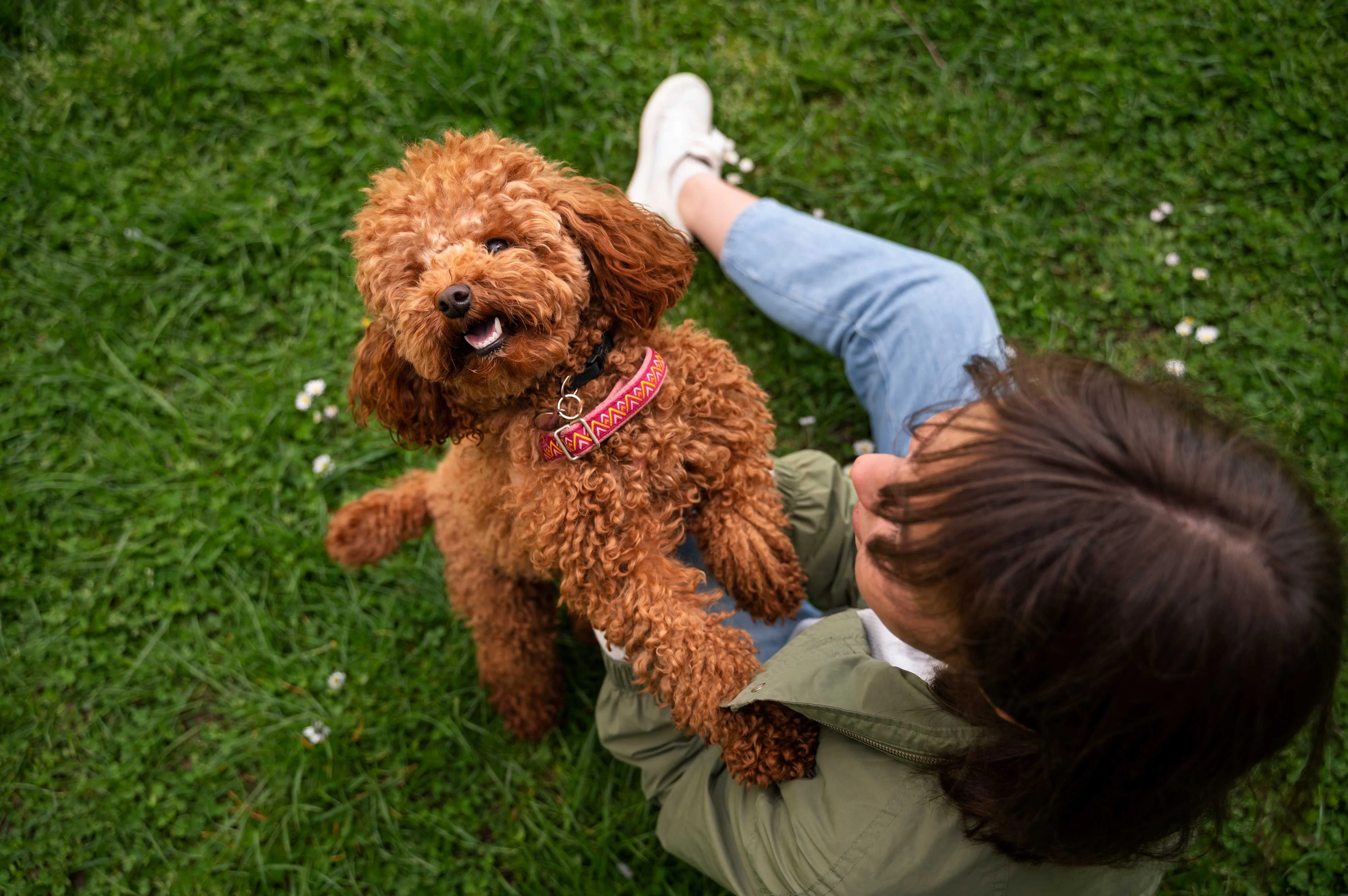 A brown poodle dog is playfully interacting with a person sitting on the grass. The person has a short haircut and is wearing a light green jacket. The dog looks happy and is standing on its hind legs, reaching up towards the person.