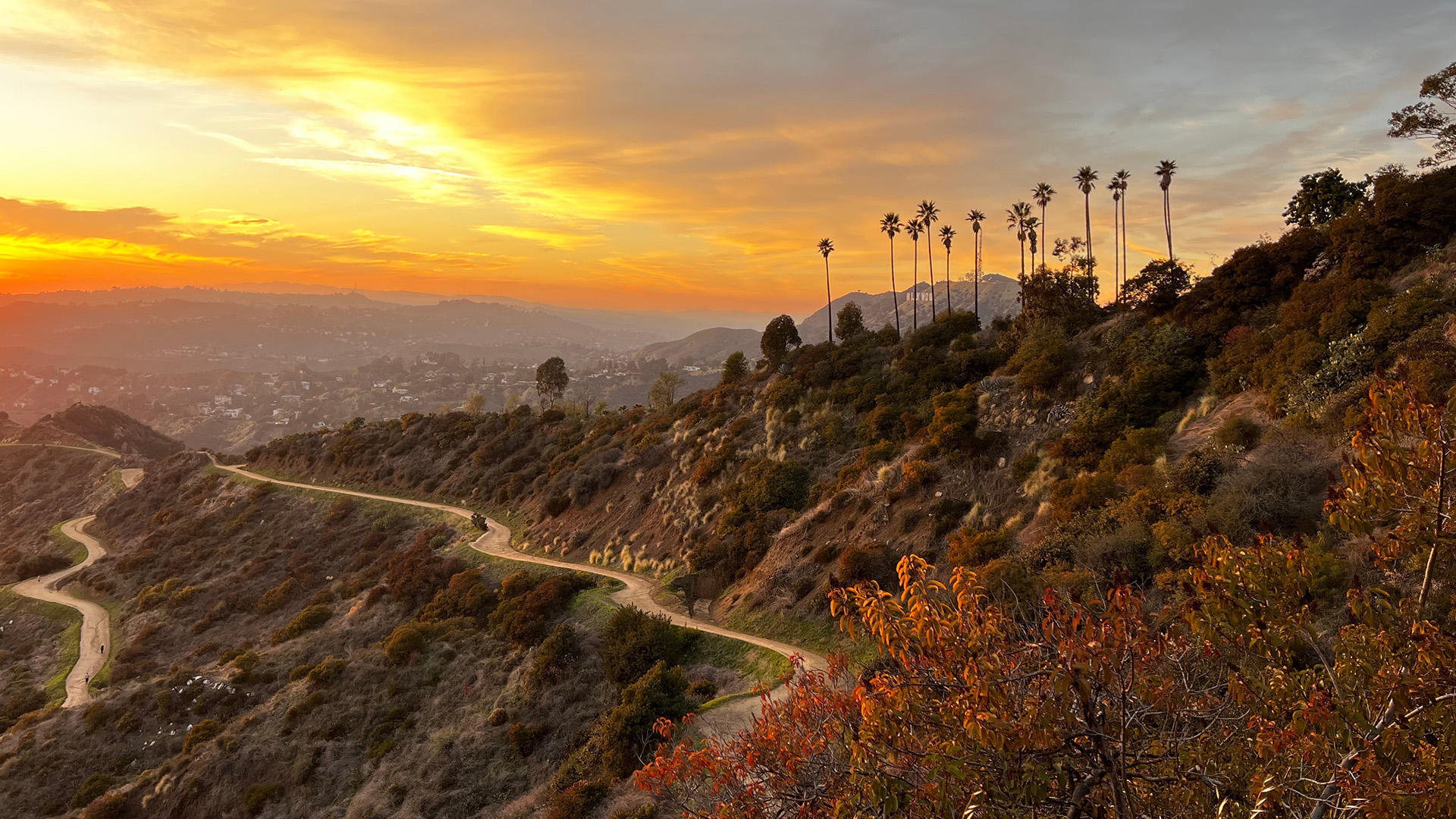 Hollywood Hills Sunset - The Daphne