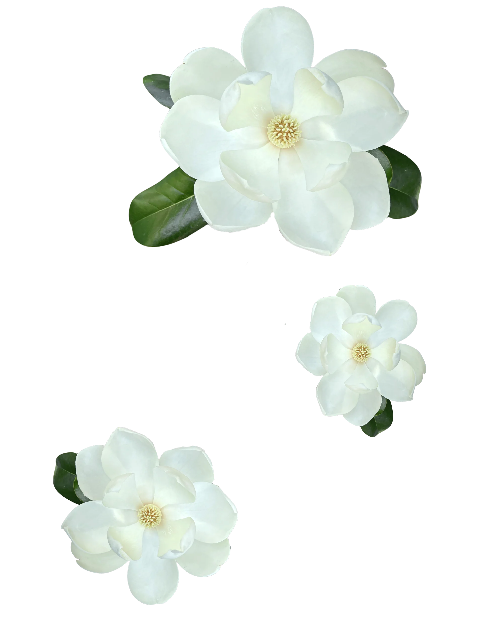 Three white magnolia flowers with green leaves arranged in a scattered formation.