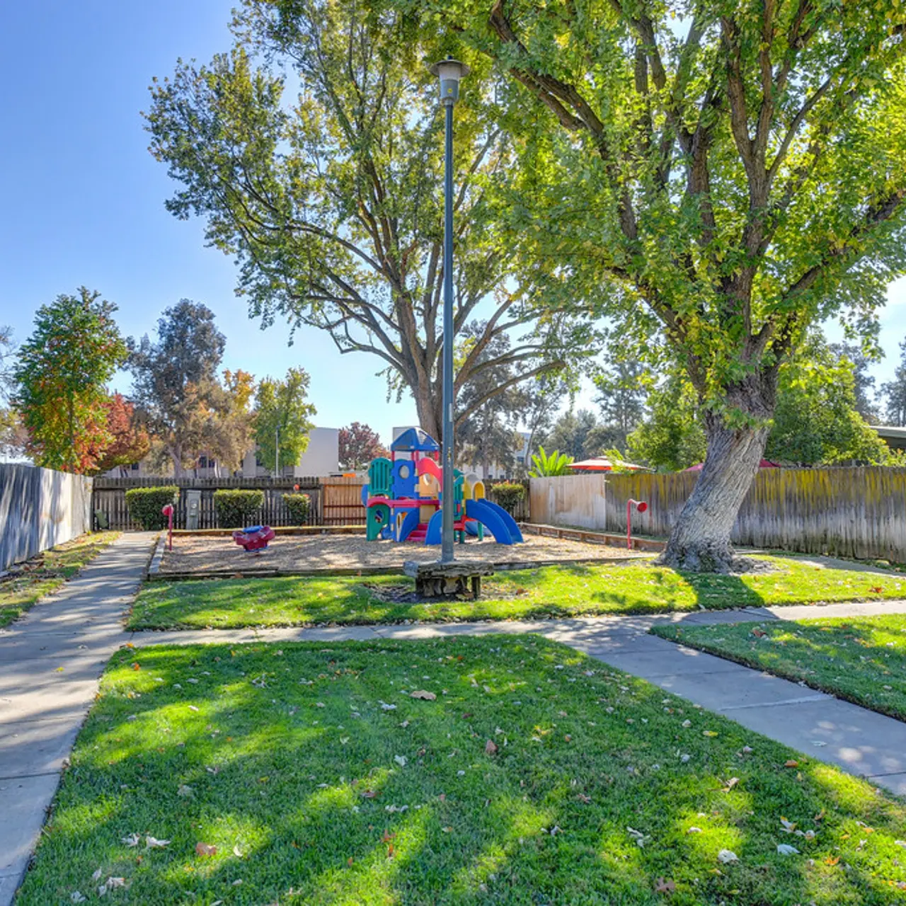 McClellan Park - Plant, Tree