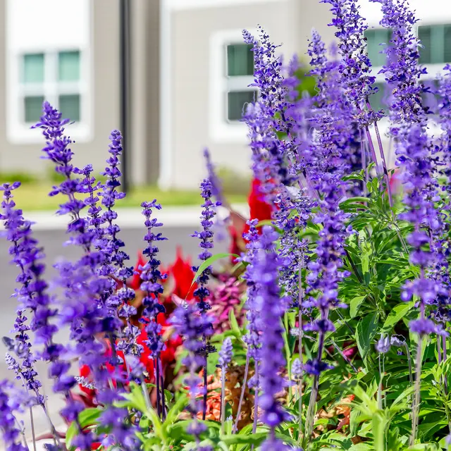 Rochester Park - Flower, Lupin, Purple