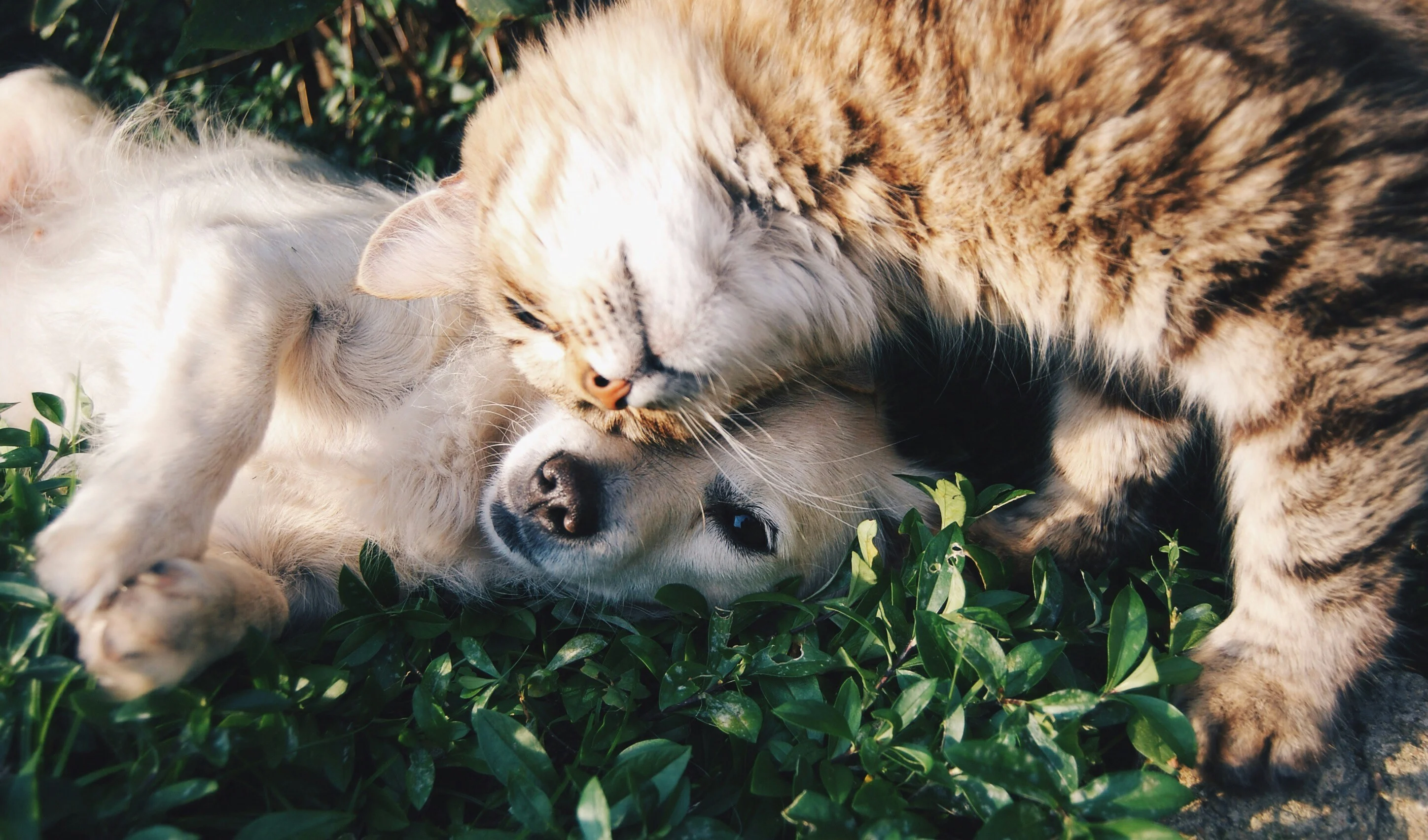 Dog and Cat Playtime in the Grass A light-colored dog lying on the grass with a tabby cat playfully leaning over its head. Both animals are in a relaxed position surrounded by green foliage.