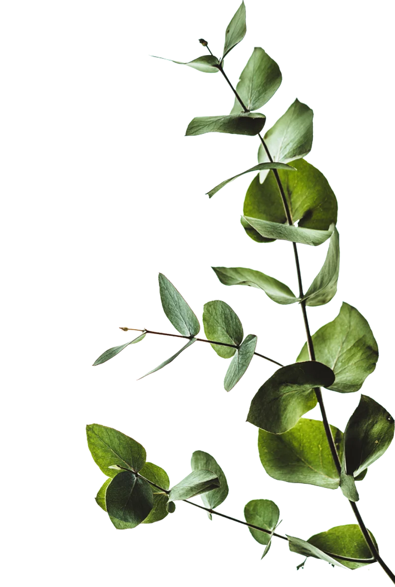 1717 Webster 1717 Webster - Leaf