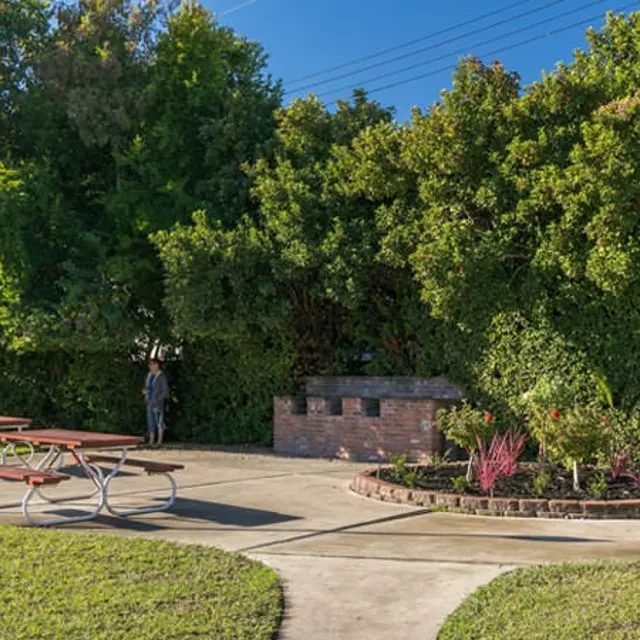 Mayberry - Park, Tree