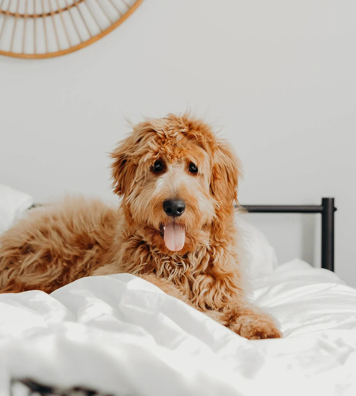 A fluffy, golden-colored dog sits playfully on a cozy white bed, with a decorative wall hanging in the background.