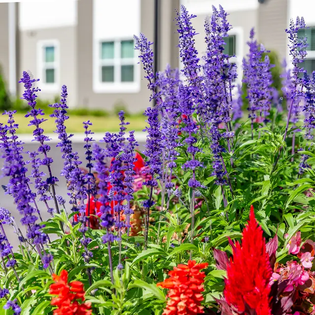 Rochester Park - Flower, Lupin, Geranium