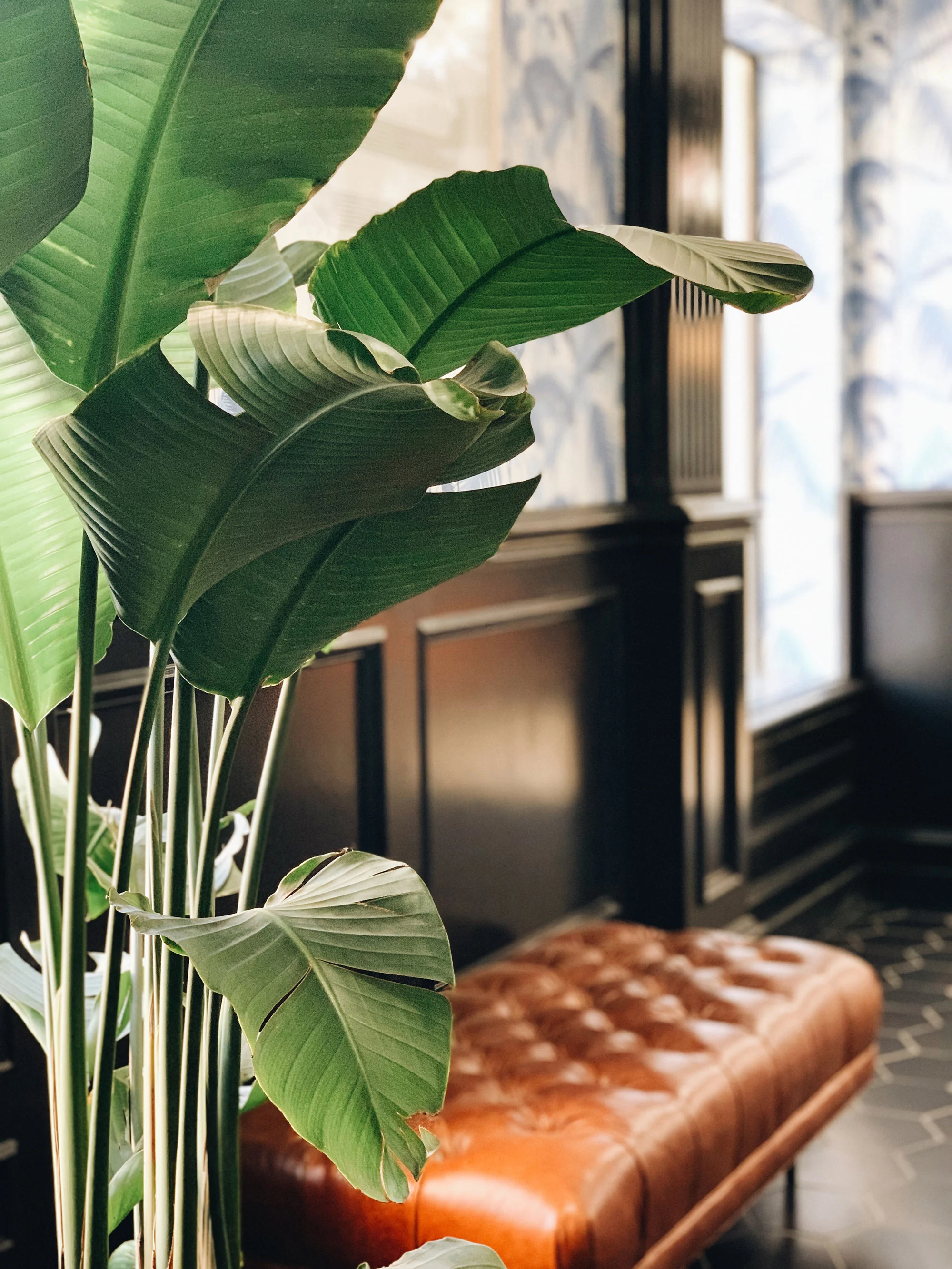 The Argyle - Plant, Flower, Leaf