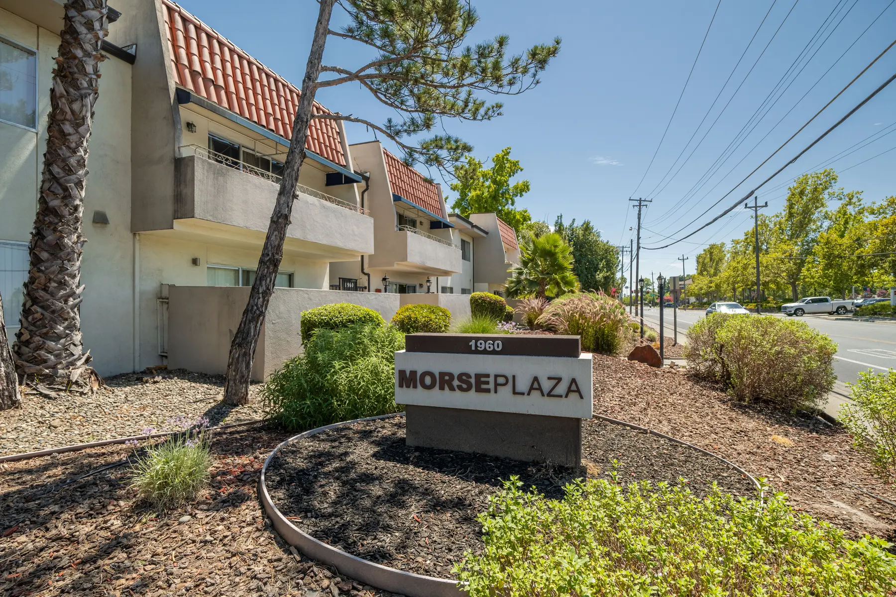 Morse Plaza - Neighborhood, City, Tree