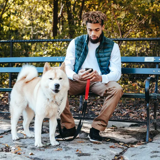 A man sits on a bench with a phone, next to a leashed Akita dog, surrounded by trees and autumn leaves.