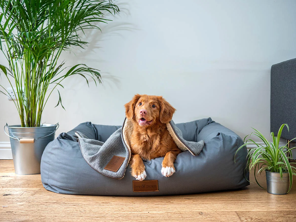 Cozy Pet Corner A dog resting in a cozy pet bed, covered with a soft blanket, surrounded by plants in a modern interior setting.
