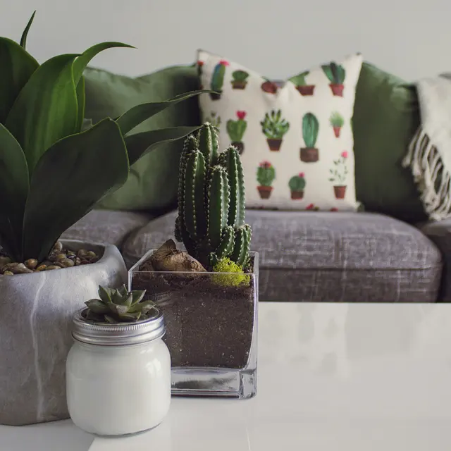 Cozy Living Room with Potted Plants A cozy living room scene featuring a gray couch with decorative pillows and a throw blanket. On a white table, there are two potted plants: a large green plant and a small cactus arrangement, alongside a white jar.