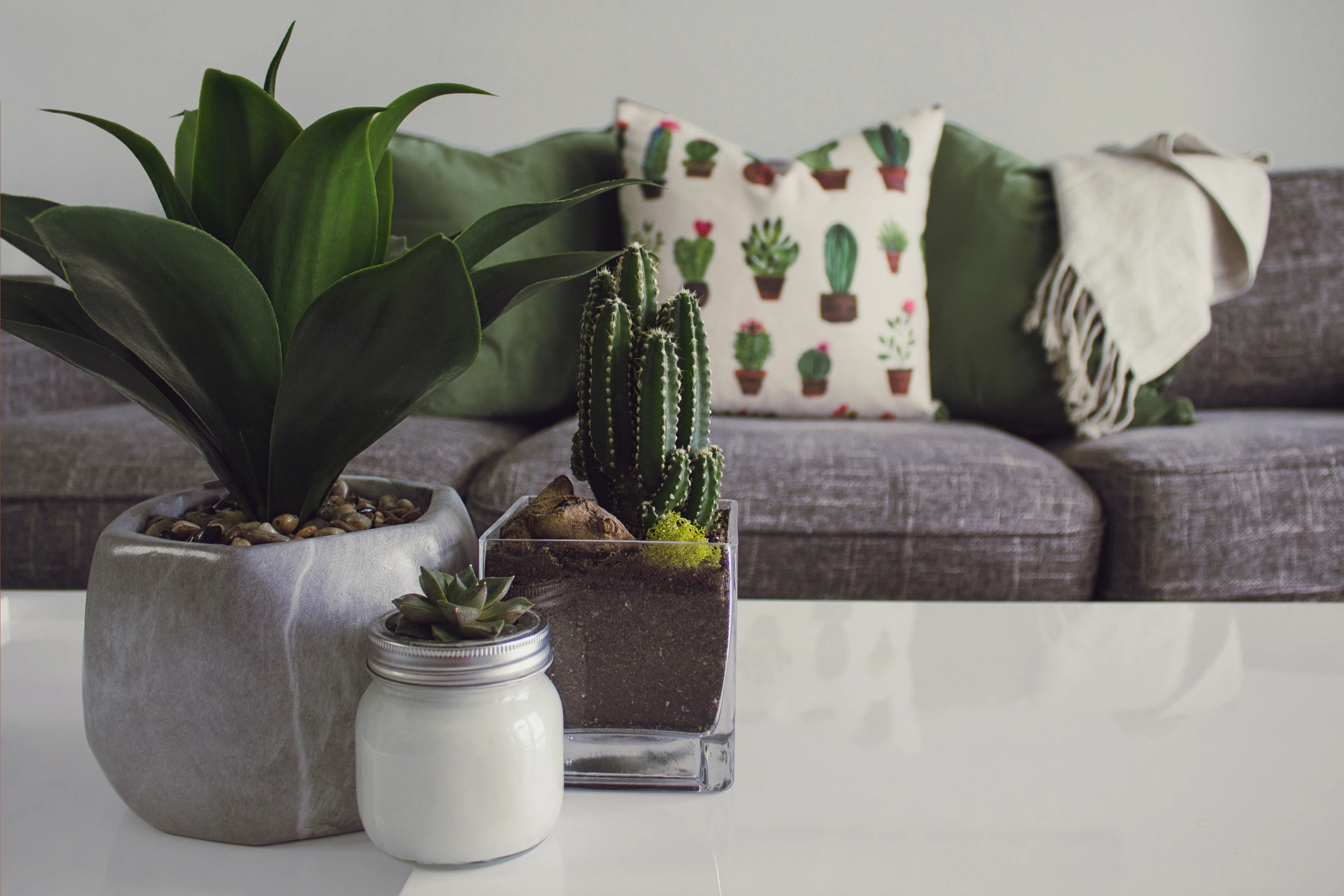 Rock Quarry Landing - Plant, Potted Plant, Cushion