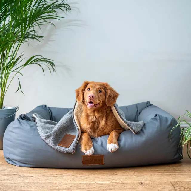 College Crest A brown dog with a playful expression is resting in a cozy grey pet bed, partially covered by a blanket, surrounded by plants.