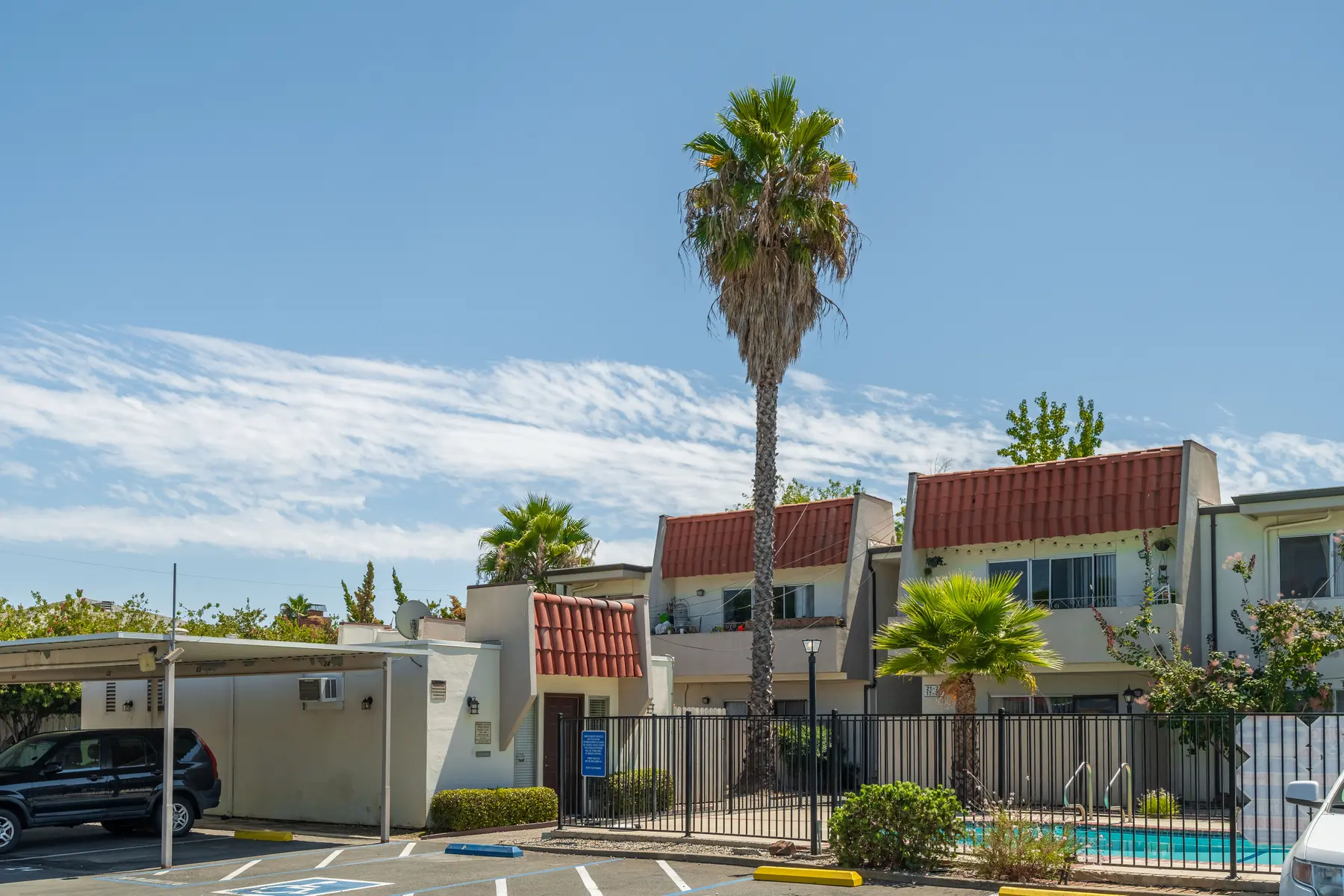 Morse Plaza - Summer, Palm Tree, Tree