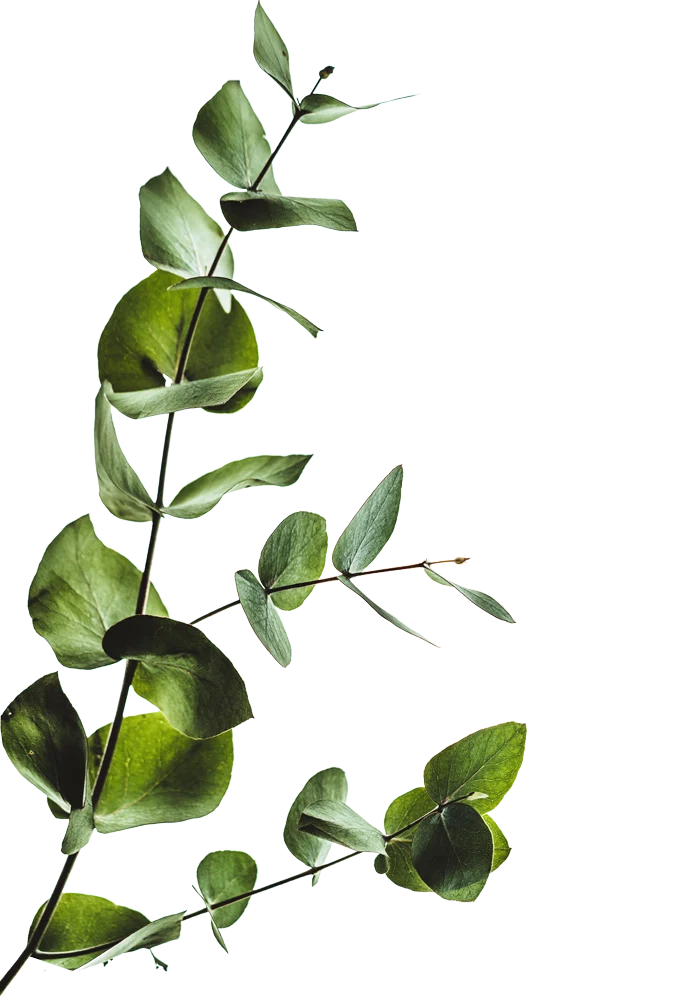 Mission Villas - Leaf