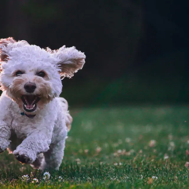 Palms - Dog, Canine, Mammal