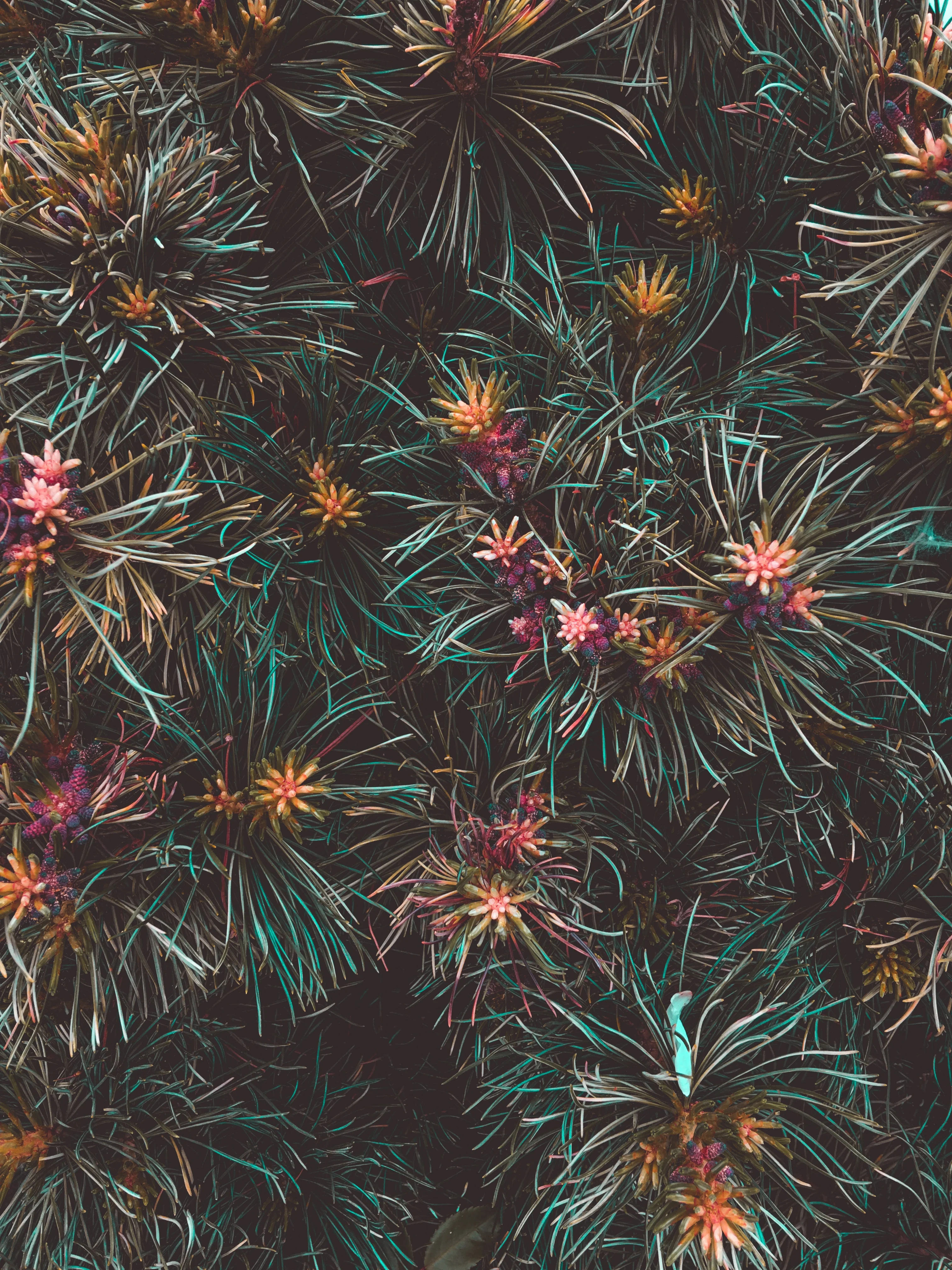 Vibrant Plant Life Background A close-up of a textured background featuring vibrant plant life with small pink and yellow flowers among green foliage.