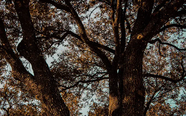 A majestic tree with a sprawling network of branches and lush foliage against a soft, sky background.
